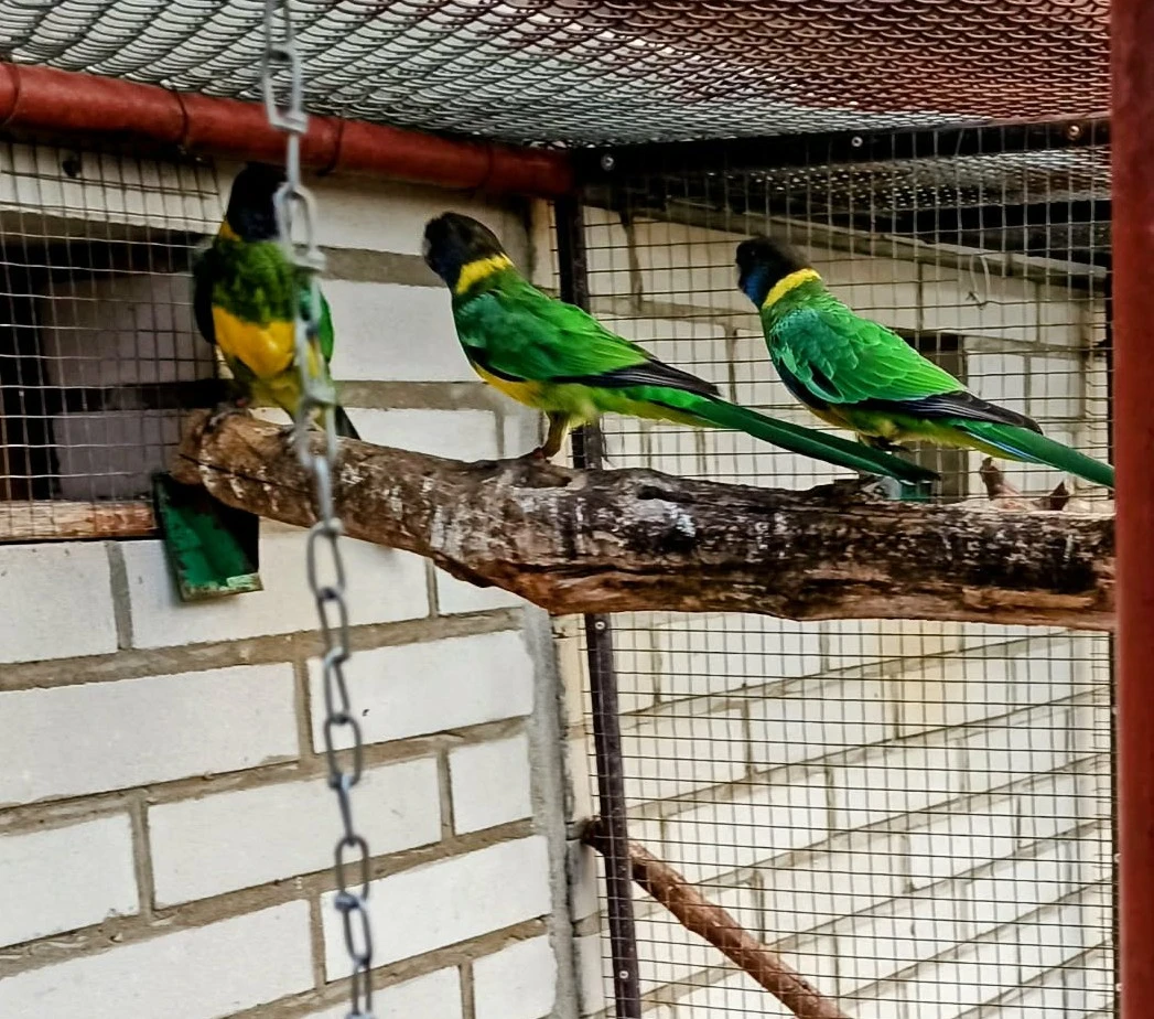 Barnard límcový jižní, Rosela pestrá