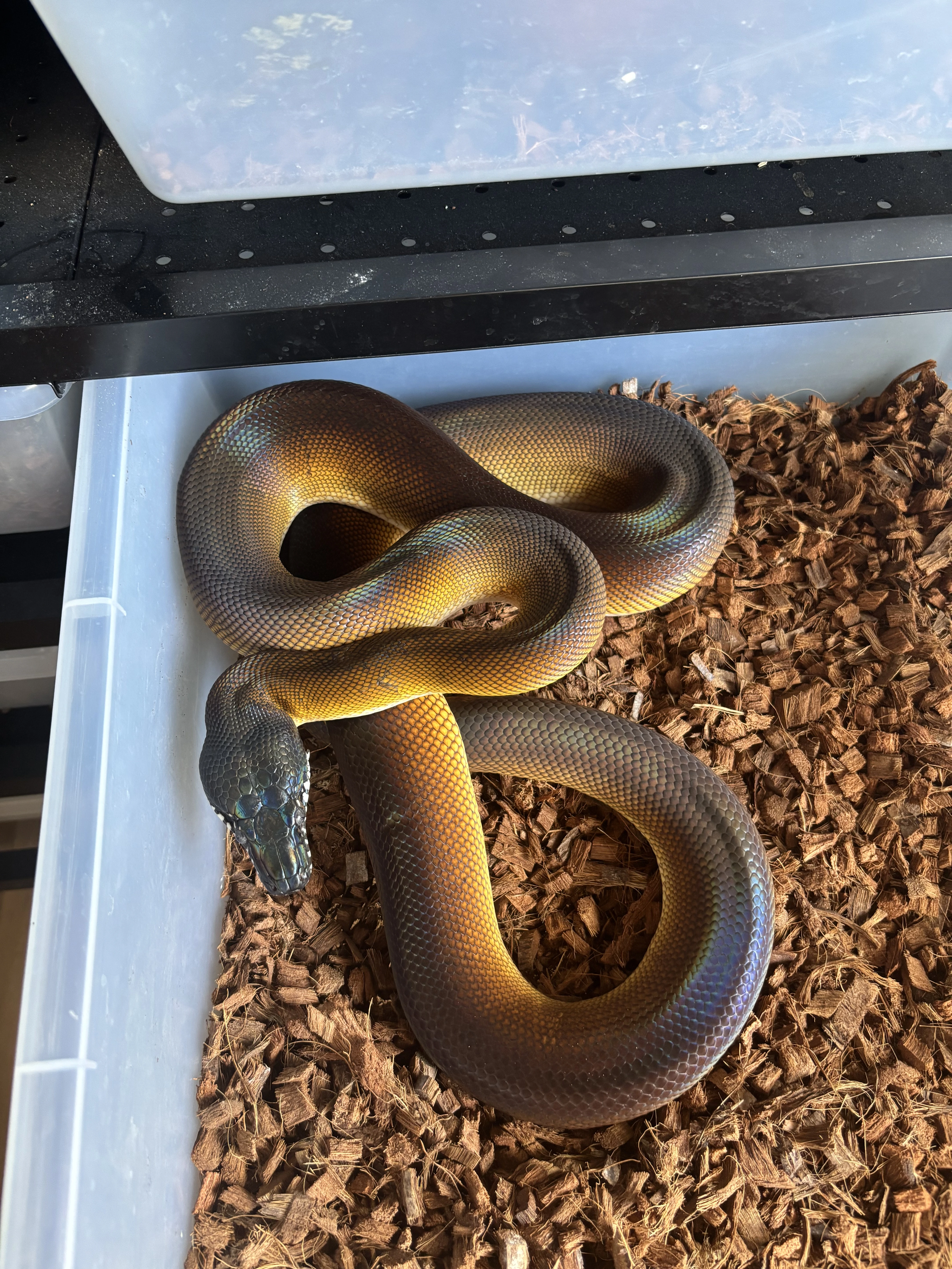 Prodám Leiopython albertisii,meridionalis,Morelia viridis aru,candoia,ridley