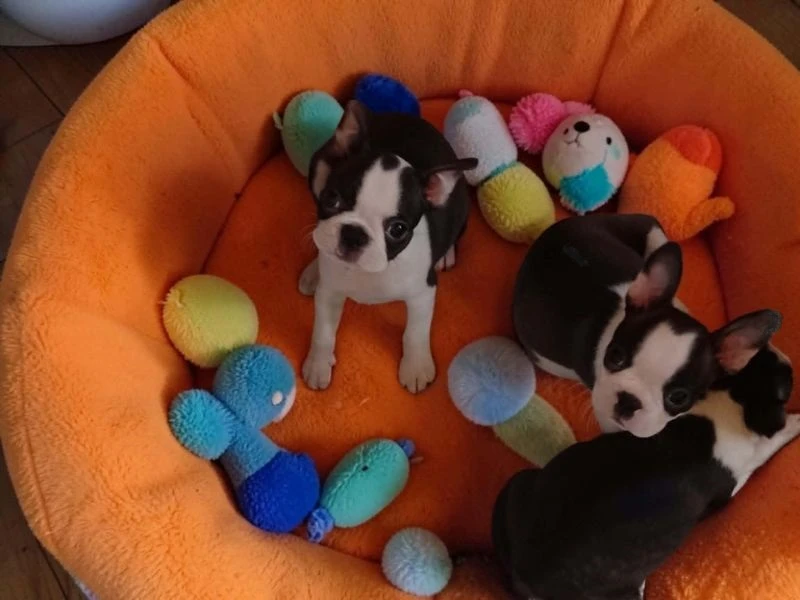Boston Terrier,Bostonský Teriér,Boston