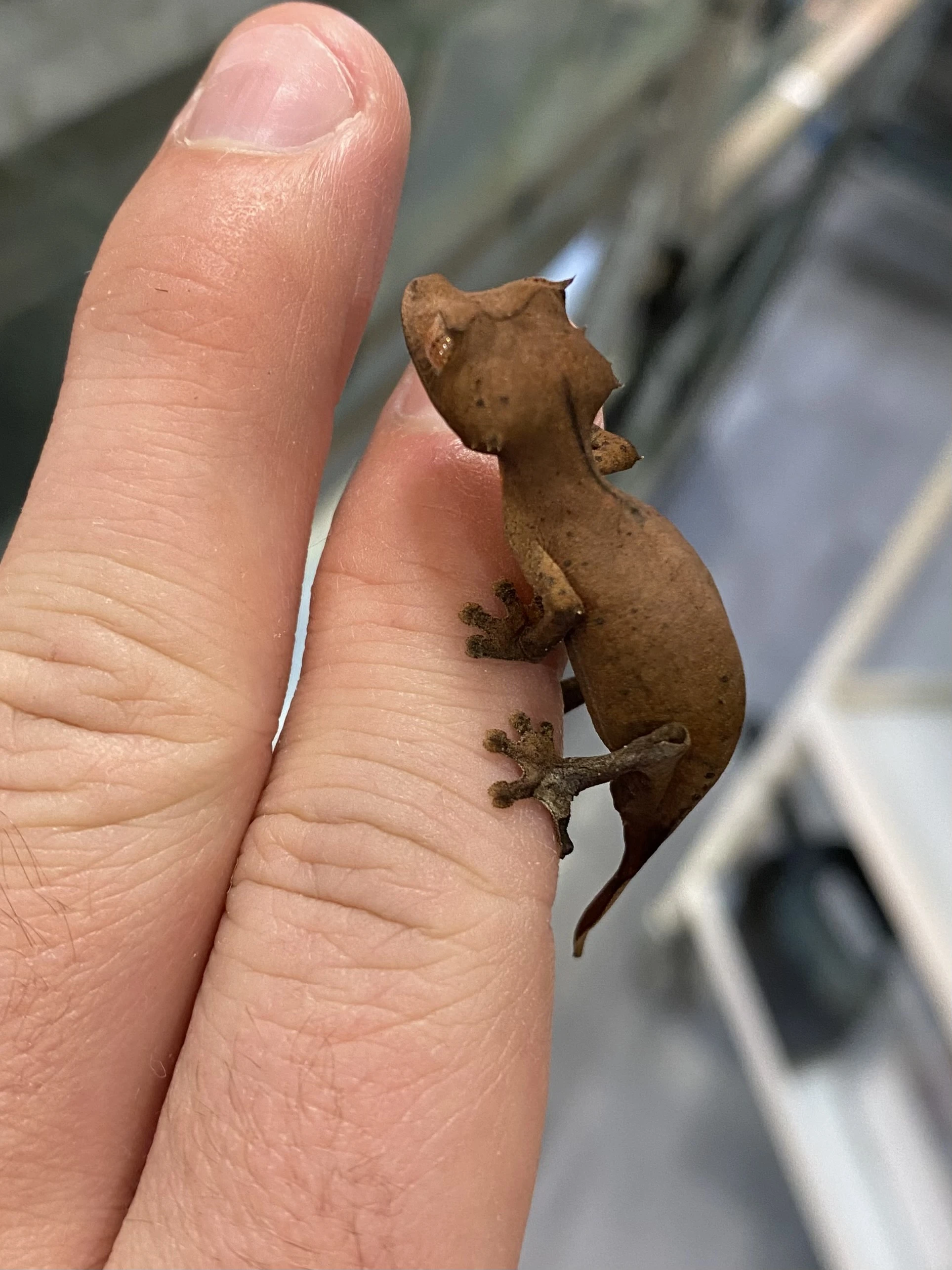 Uroplatus Ebenaui