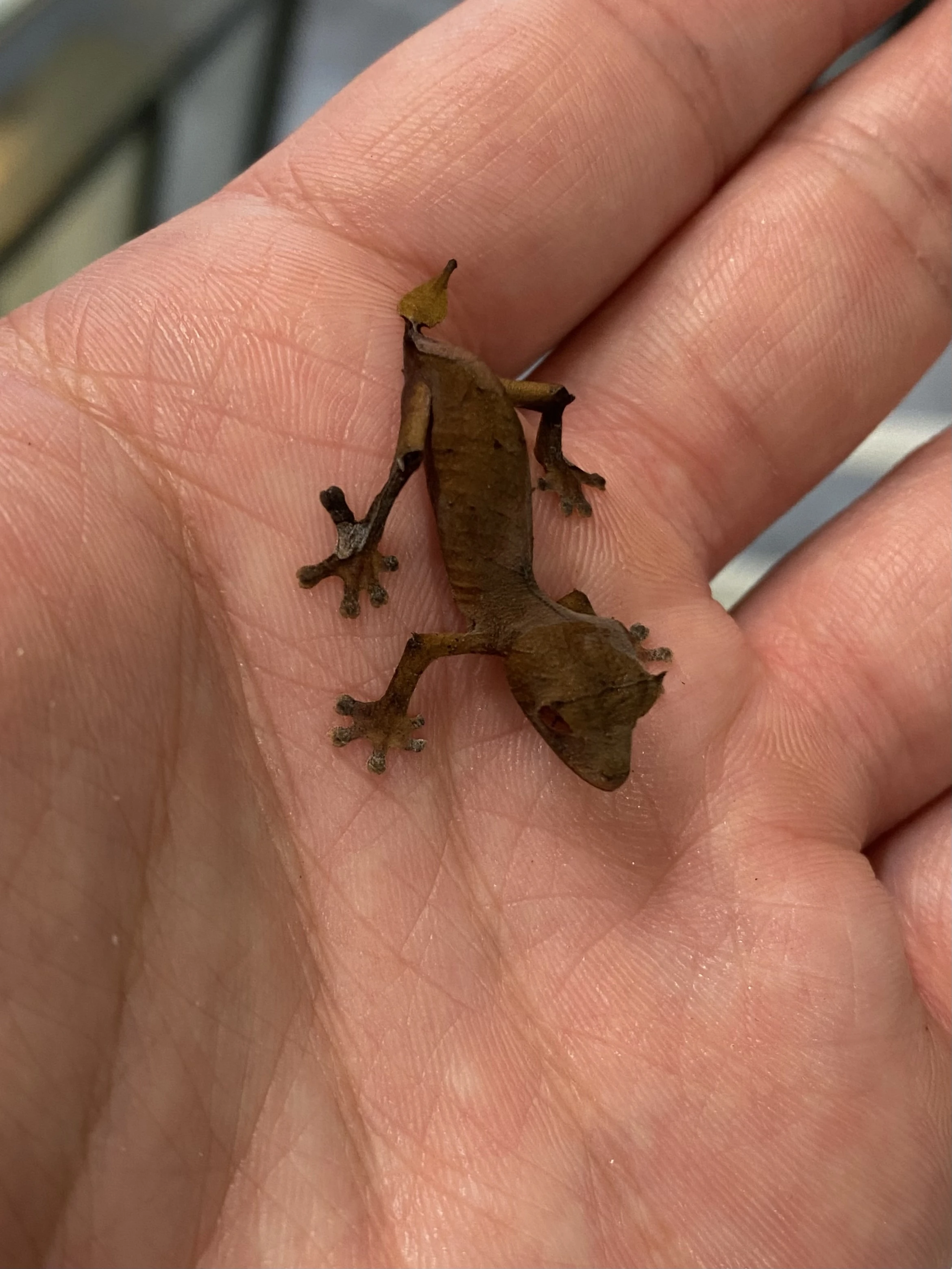 Uroplatus Ebenaui