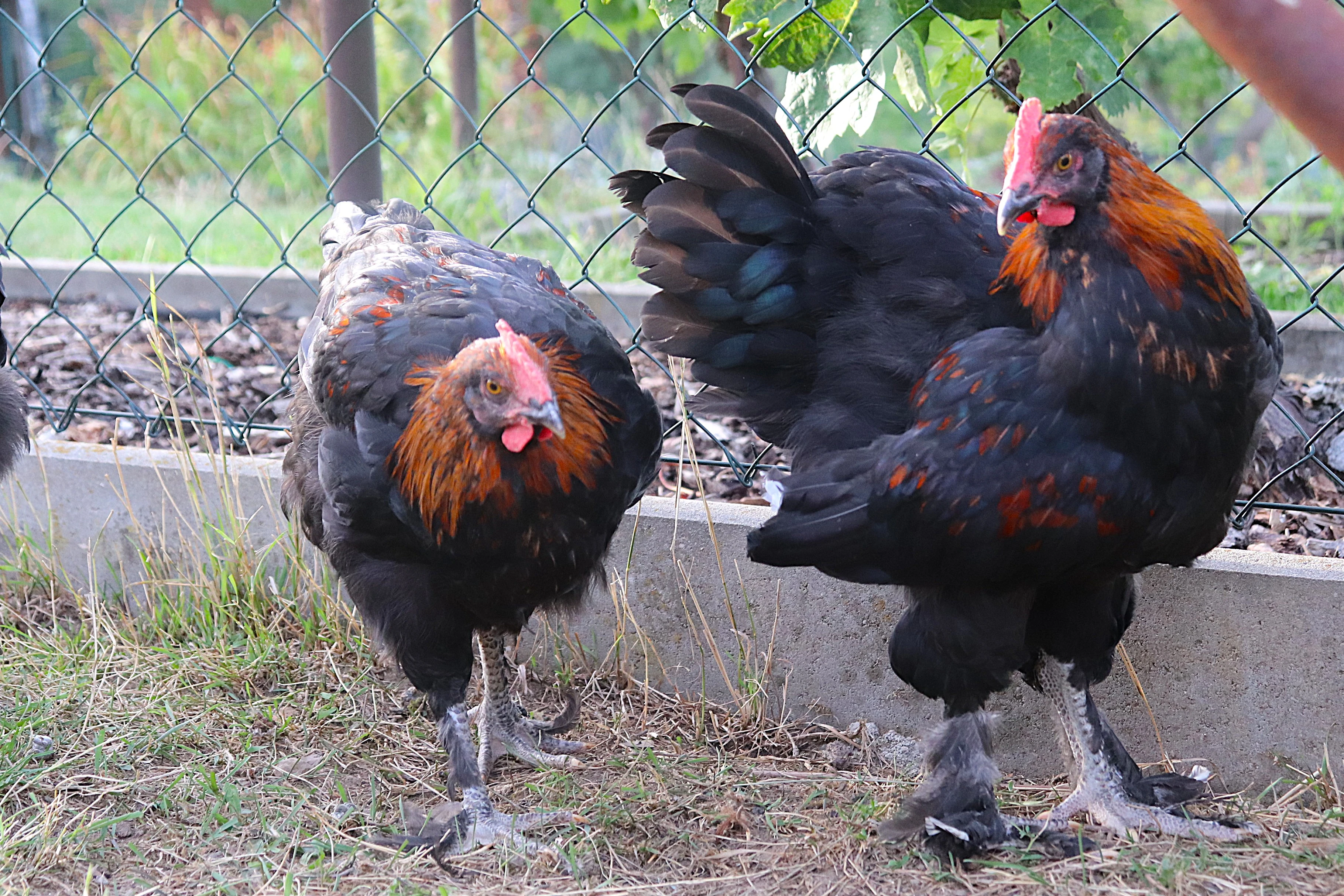 Kohout Marans 3 měsíce