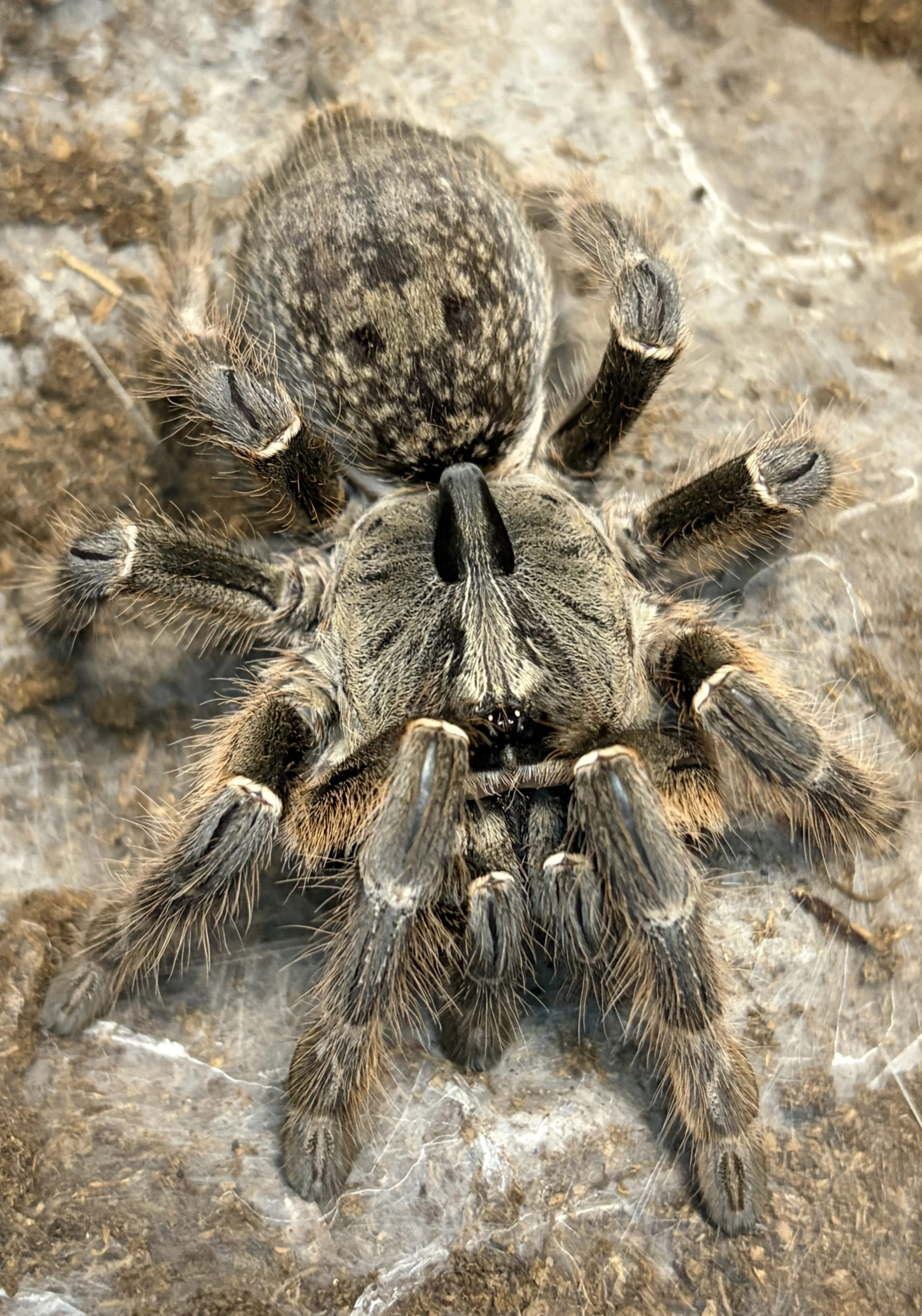 Posílám - M. balfouri, A. mesomelas, E. murinus, G. rosea ..