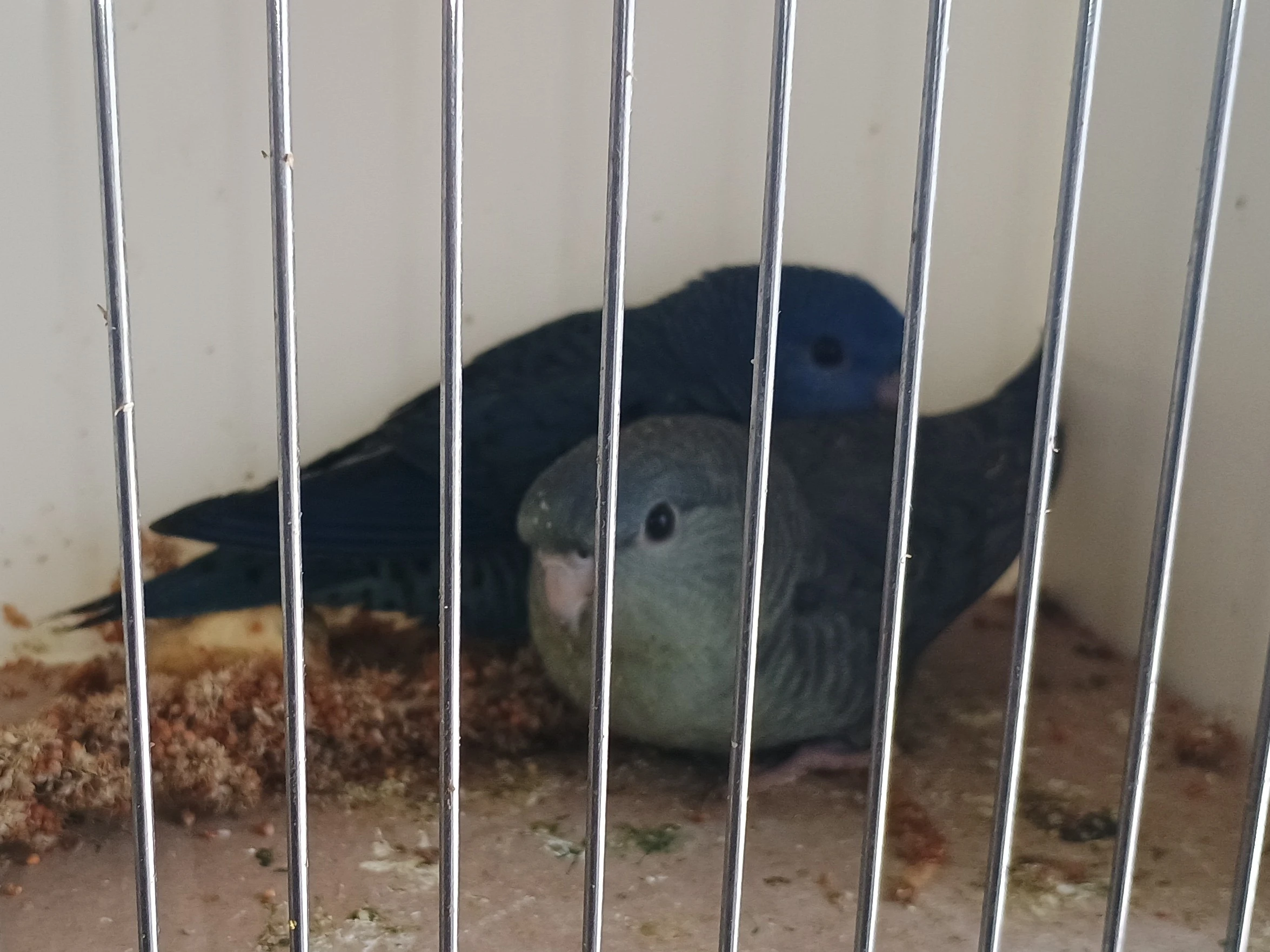 Aymara pruhovaný