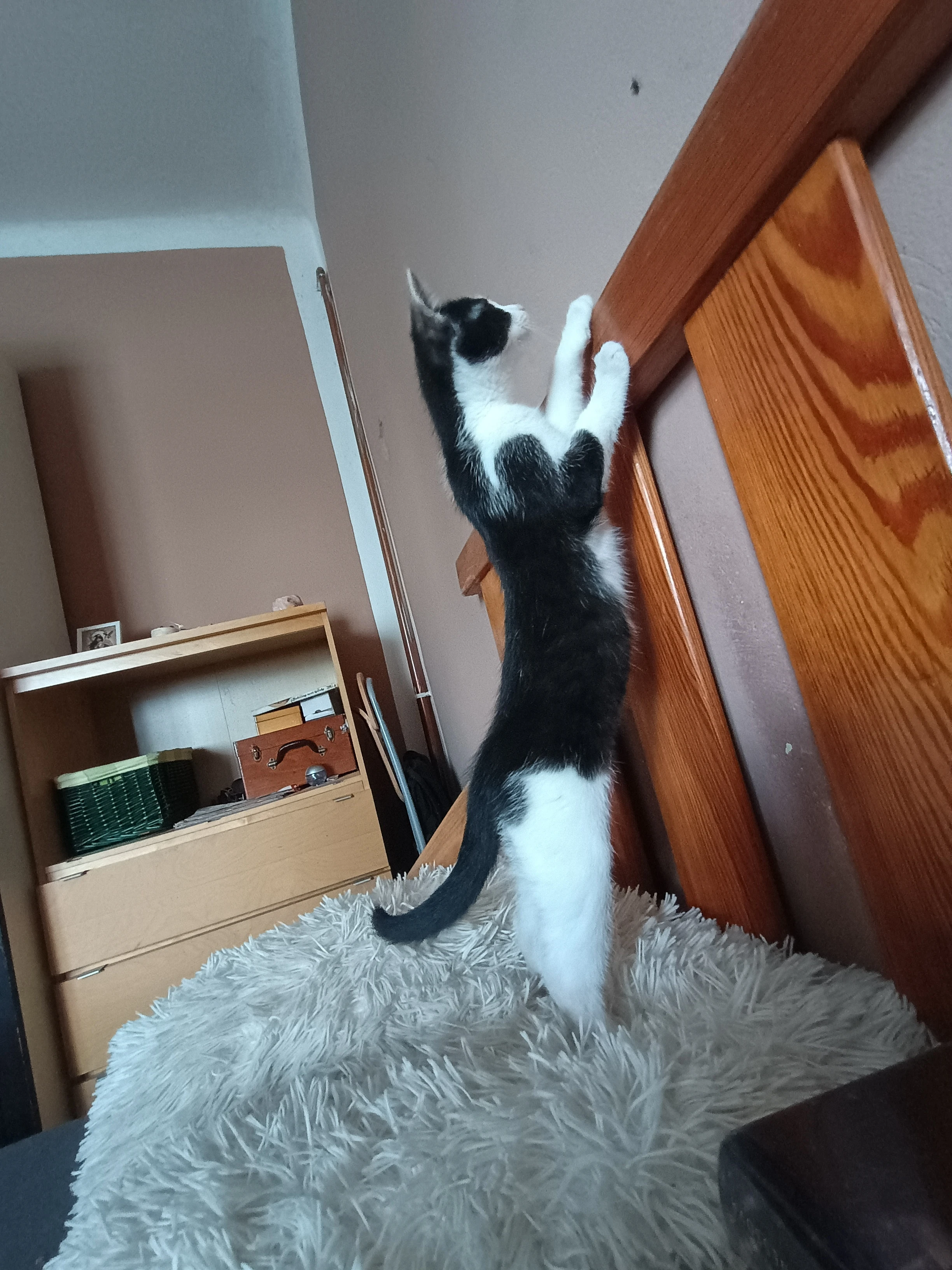 Koťata k adopci