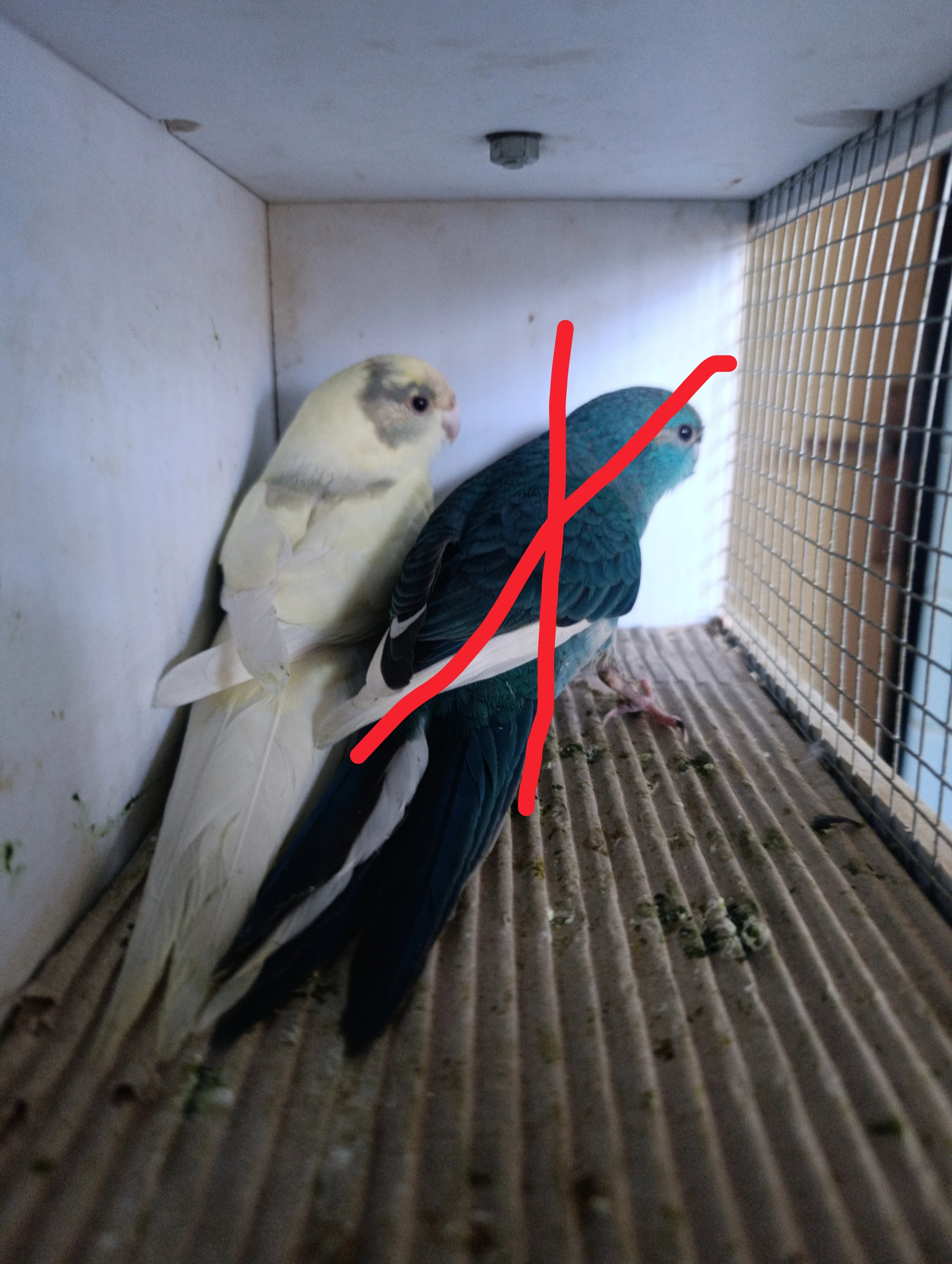 Prodám