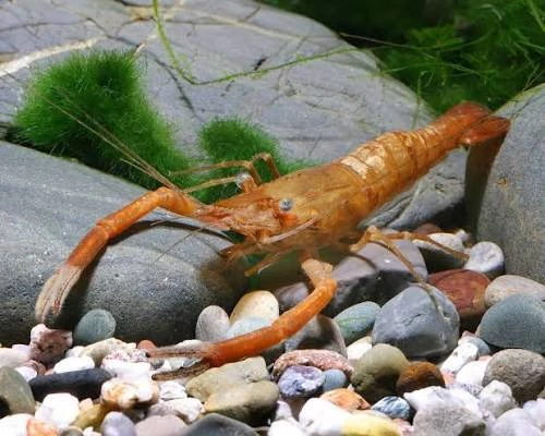 Macrobrachium dayanum