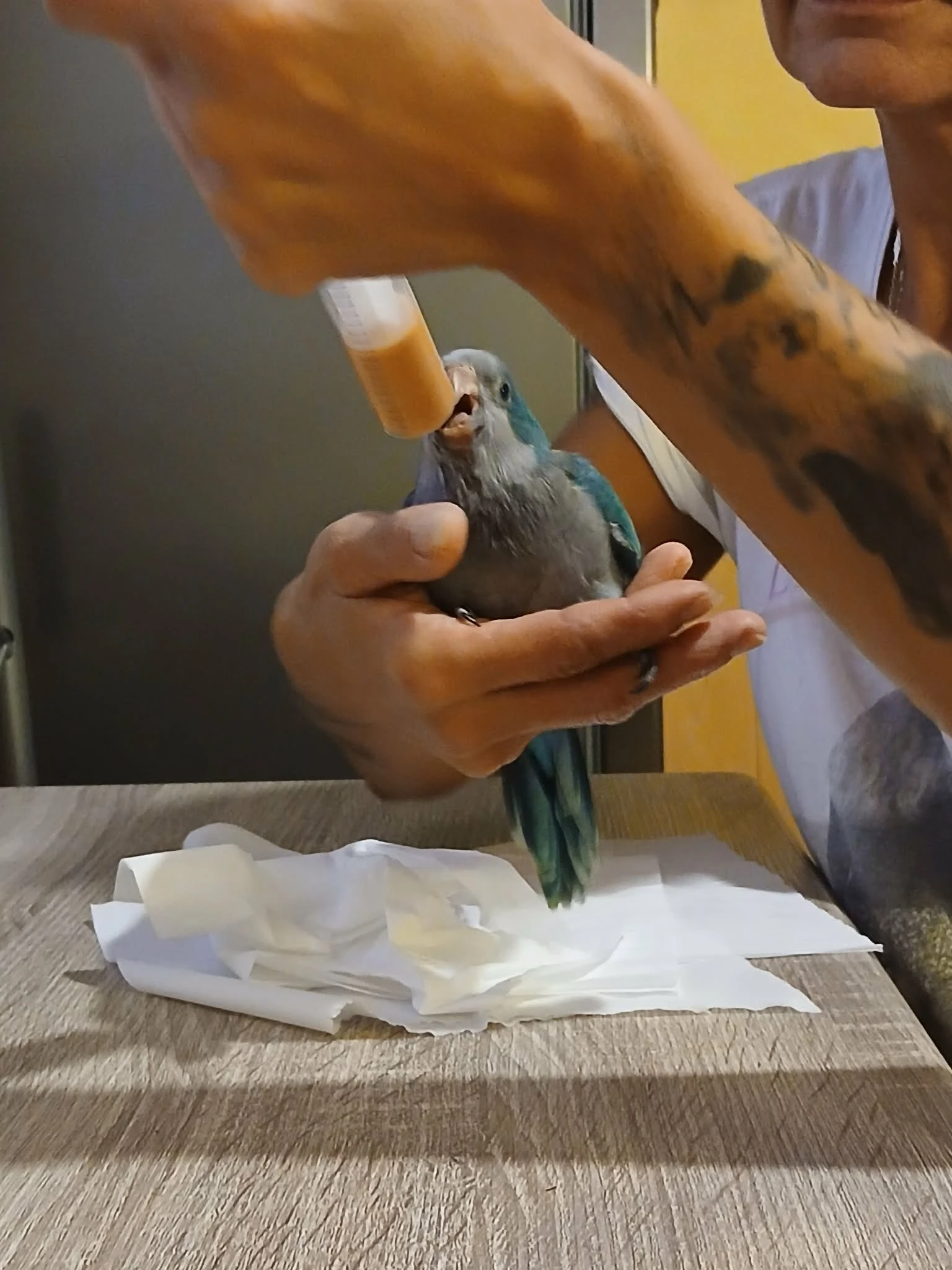 Prodám ručně dokrmené Mníšky
