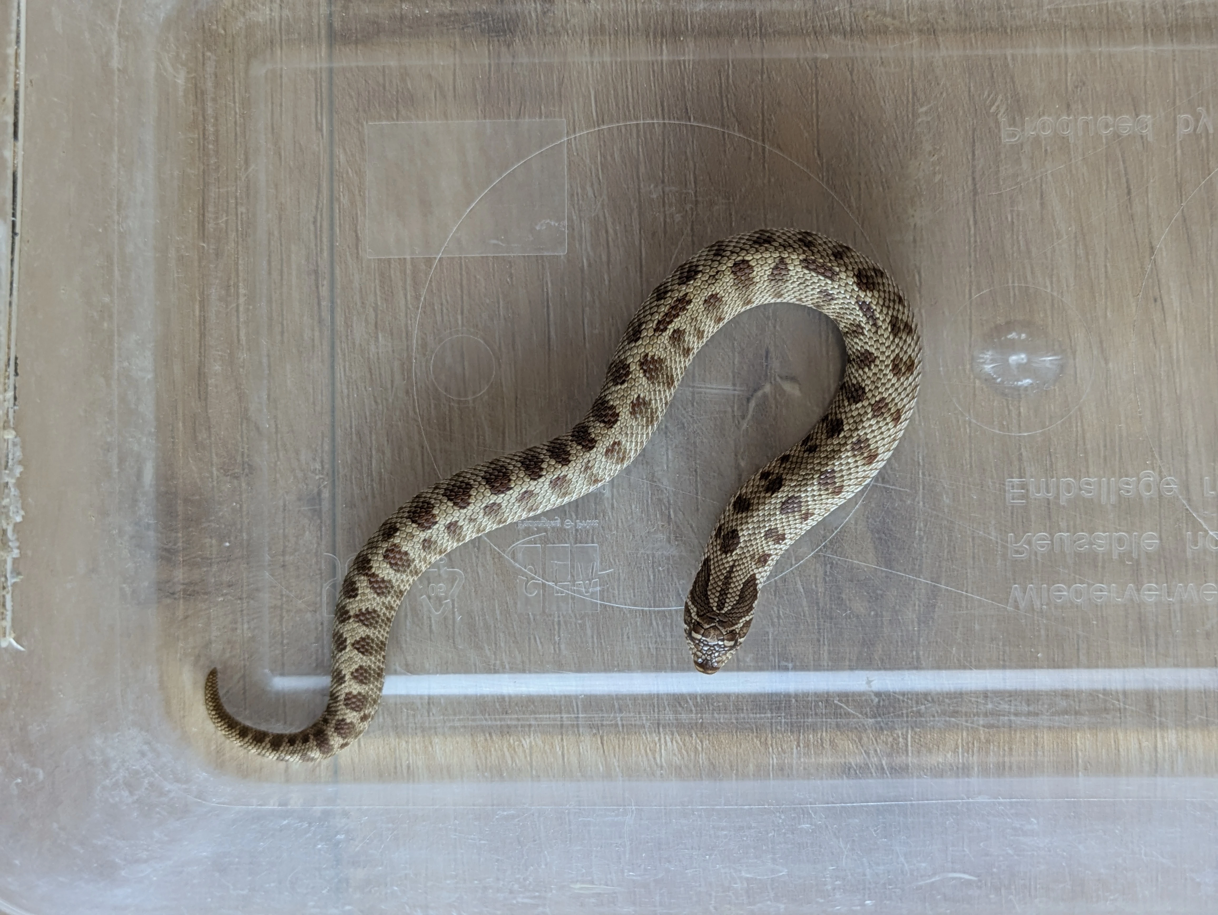 Heterodon nasicus