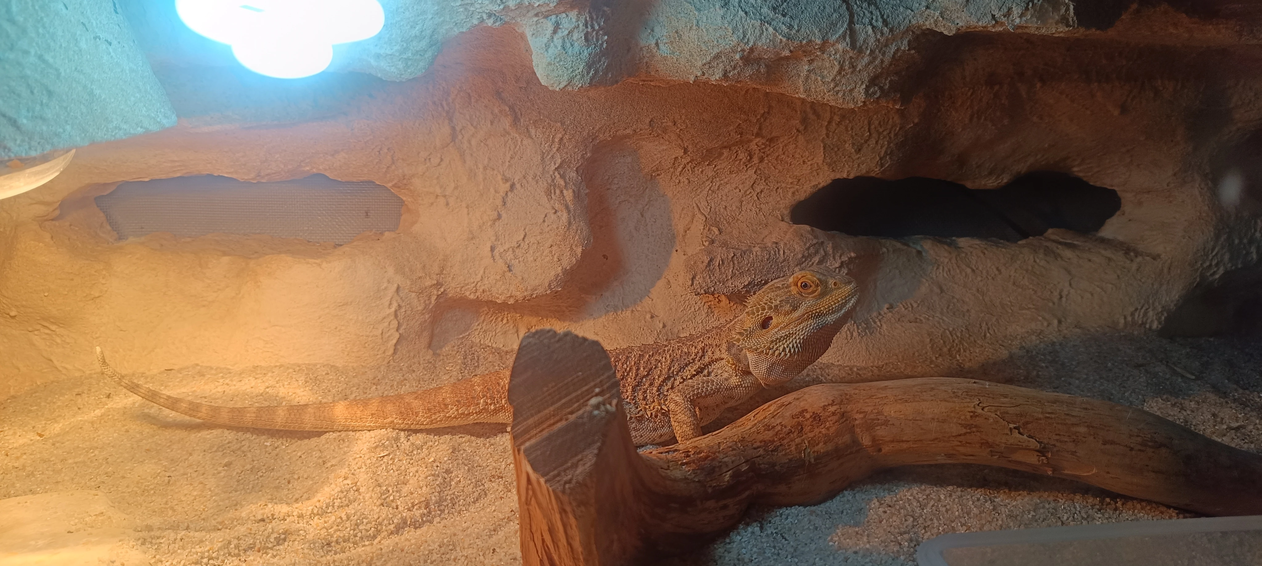 Agama Vousatá Orange x Orange Citrus a Terárium