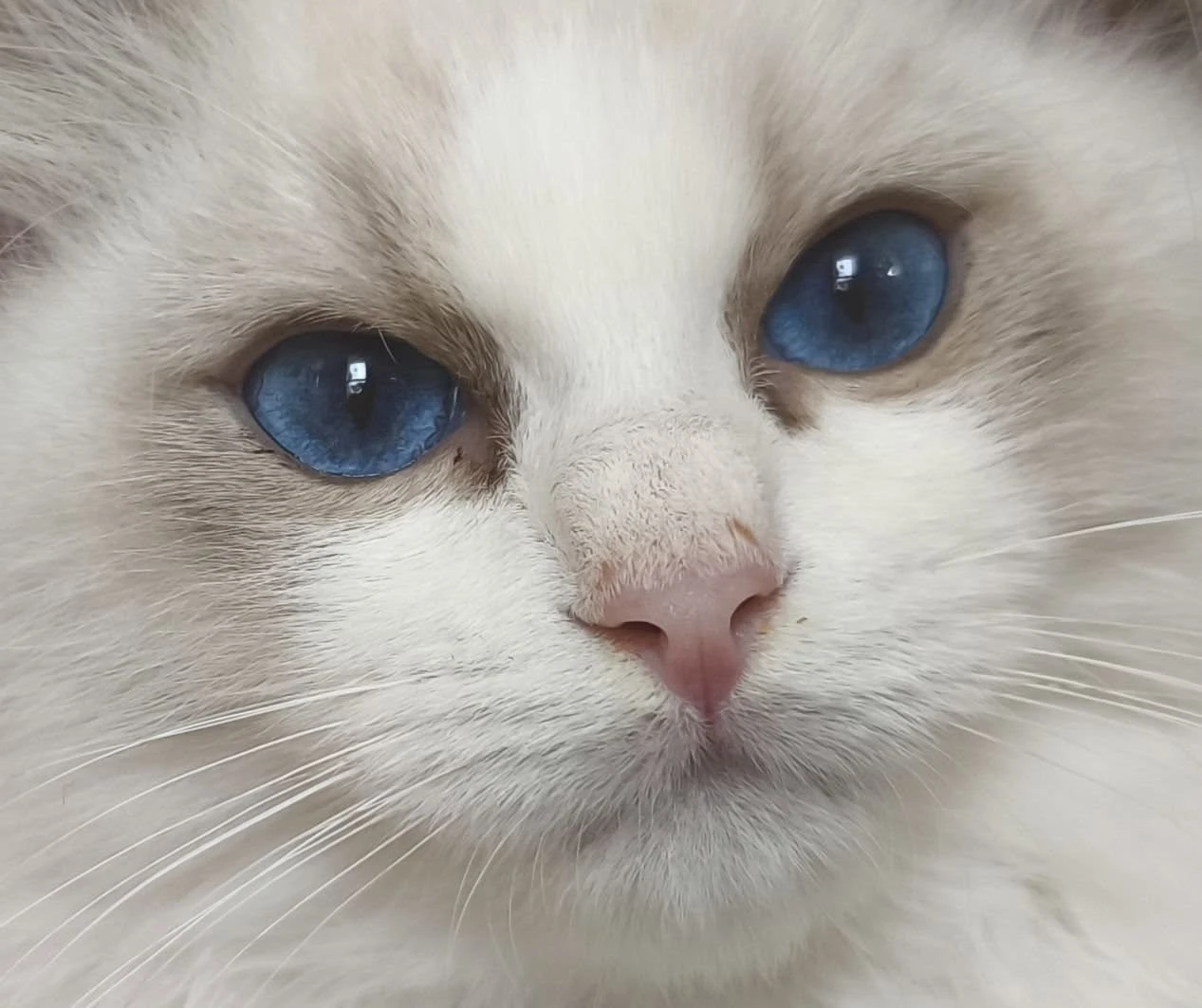 Ragdoll koťátko s PP fife