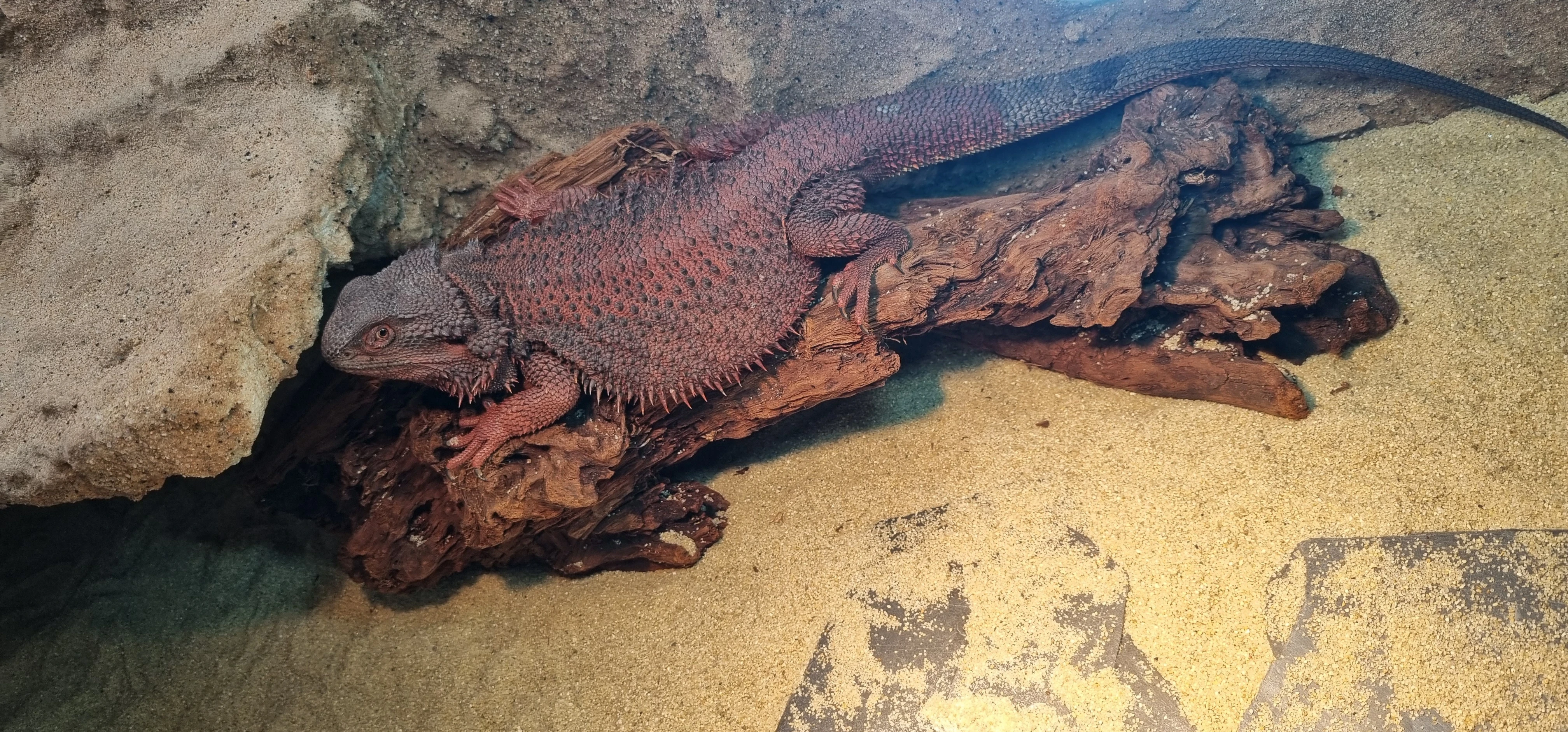 100% Dark red monster