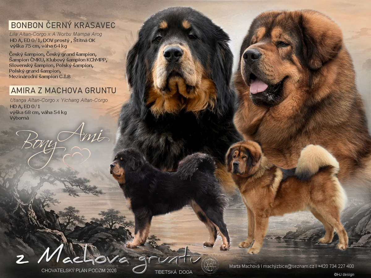 Tibetská doga - rezervace štěněte