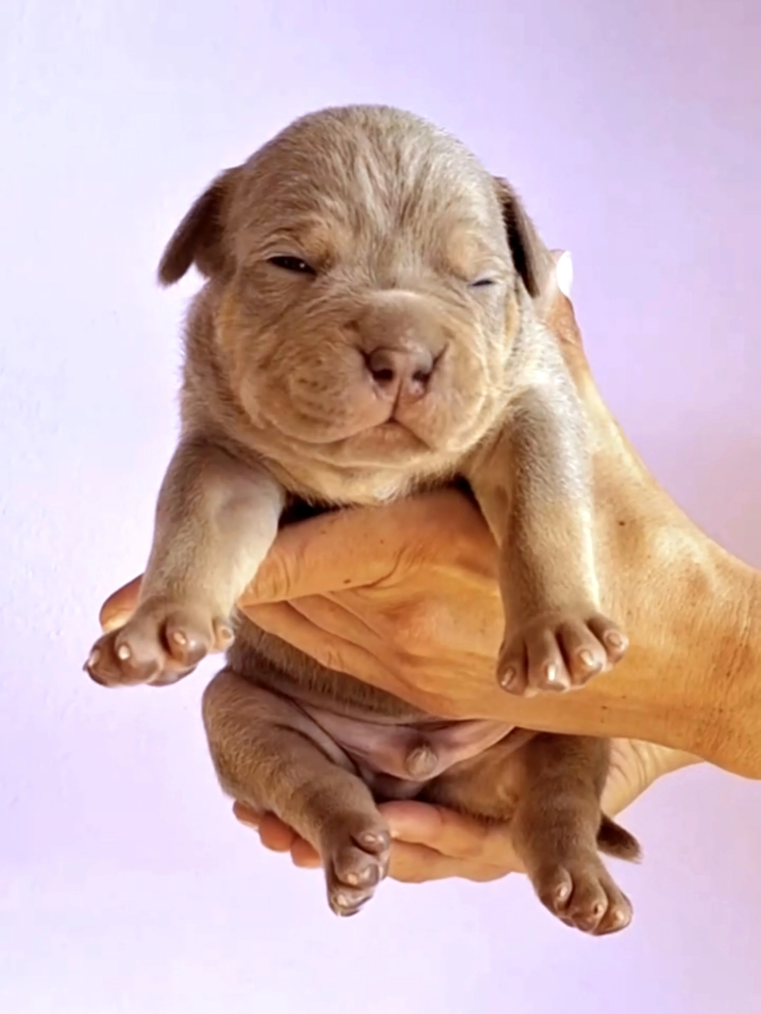 Štěňátka American Bully XL