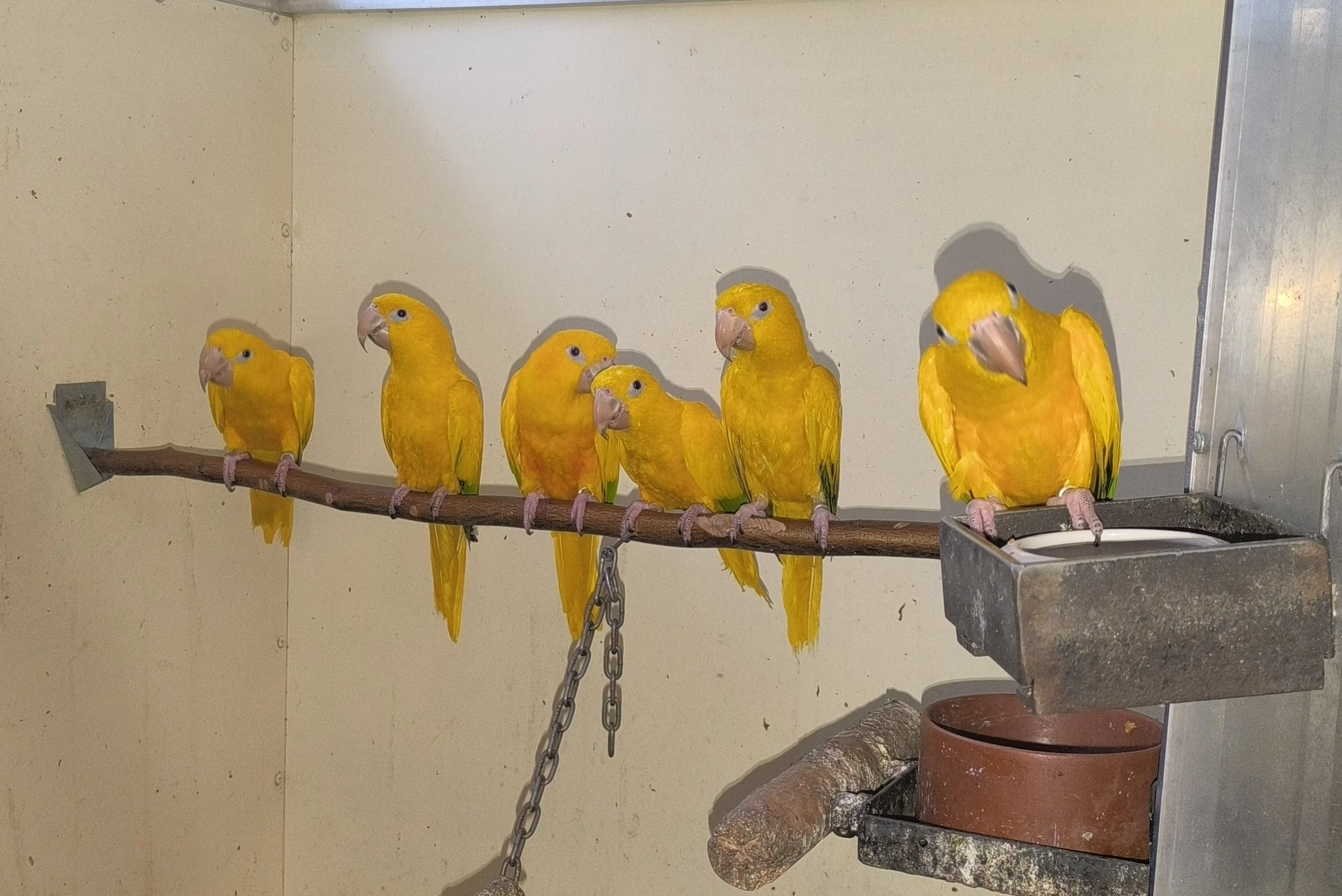 Guaruba guarouba, golden conure, ararajuba, aratinga žltá.