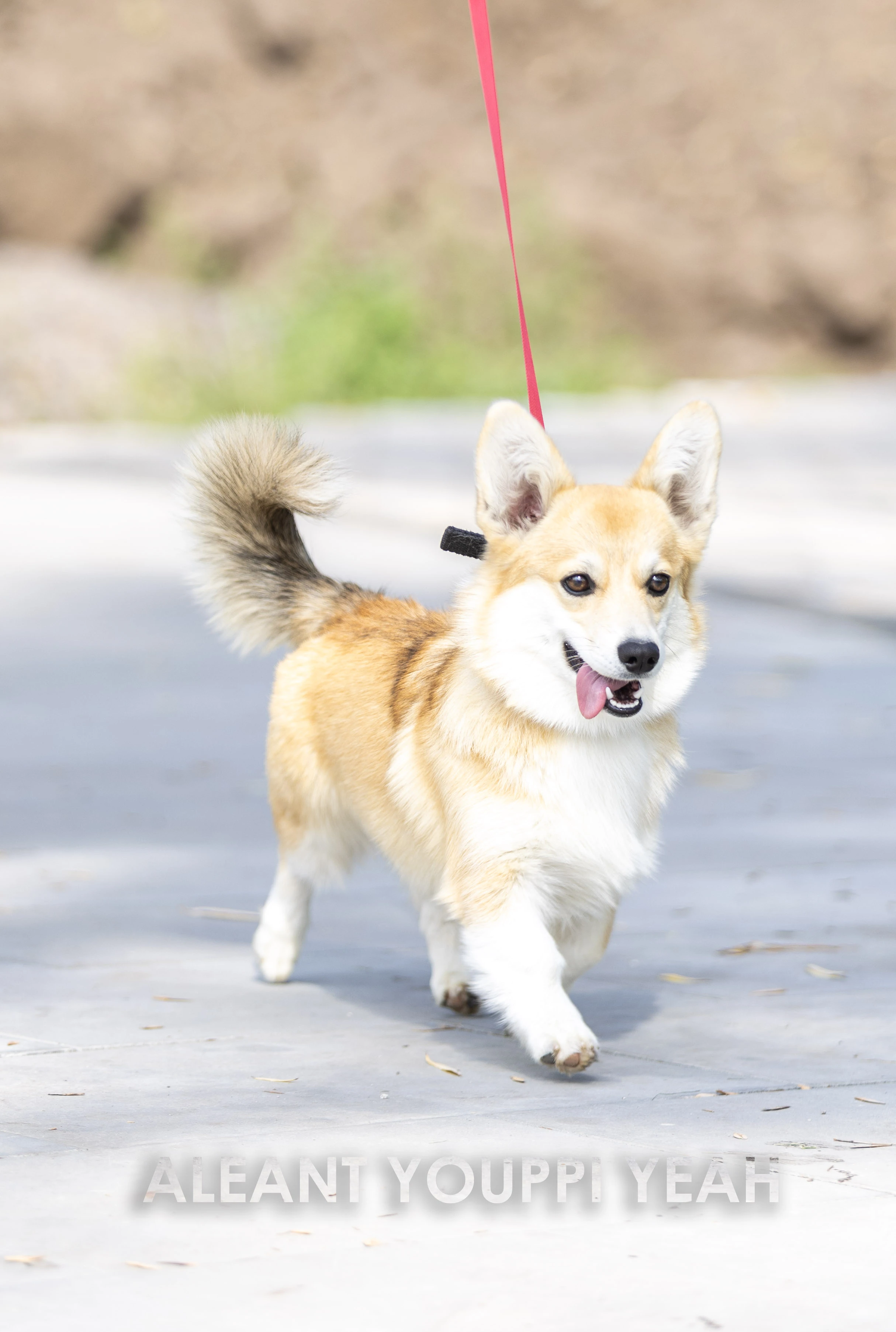 Krásné fenky plemene Welsh Corgi Pembroke s průkazem původu (PP)