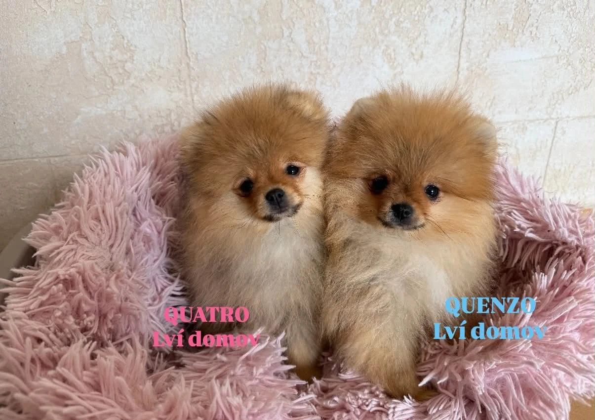 Pomeranian