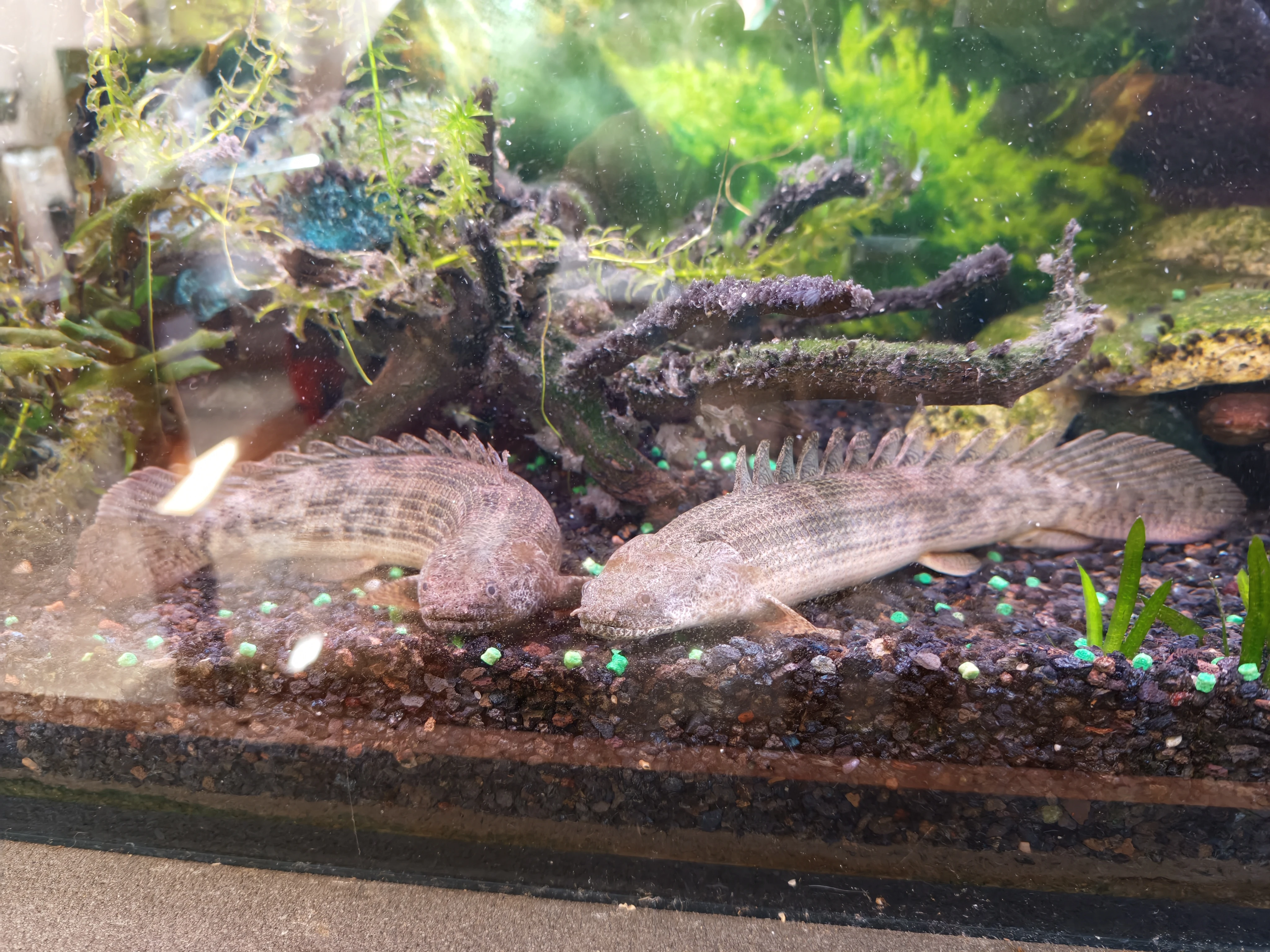 Bichir Ansorgii a Teugelsi.