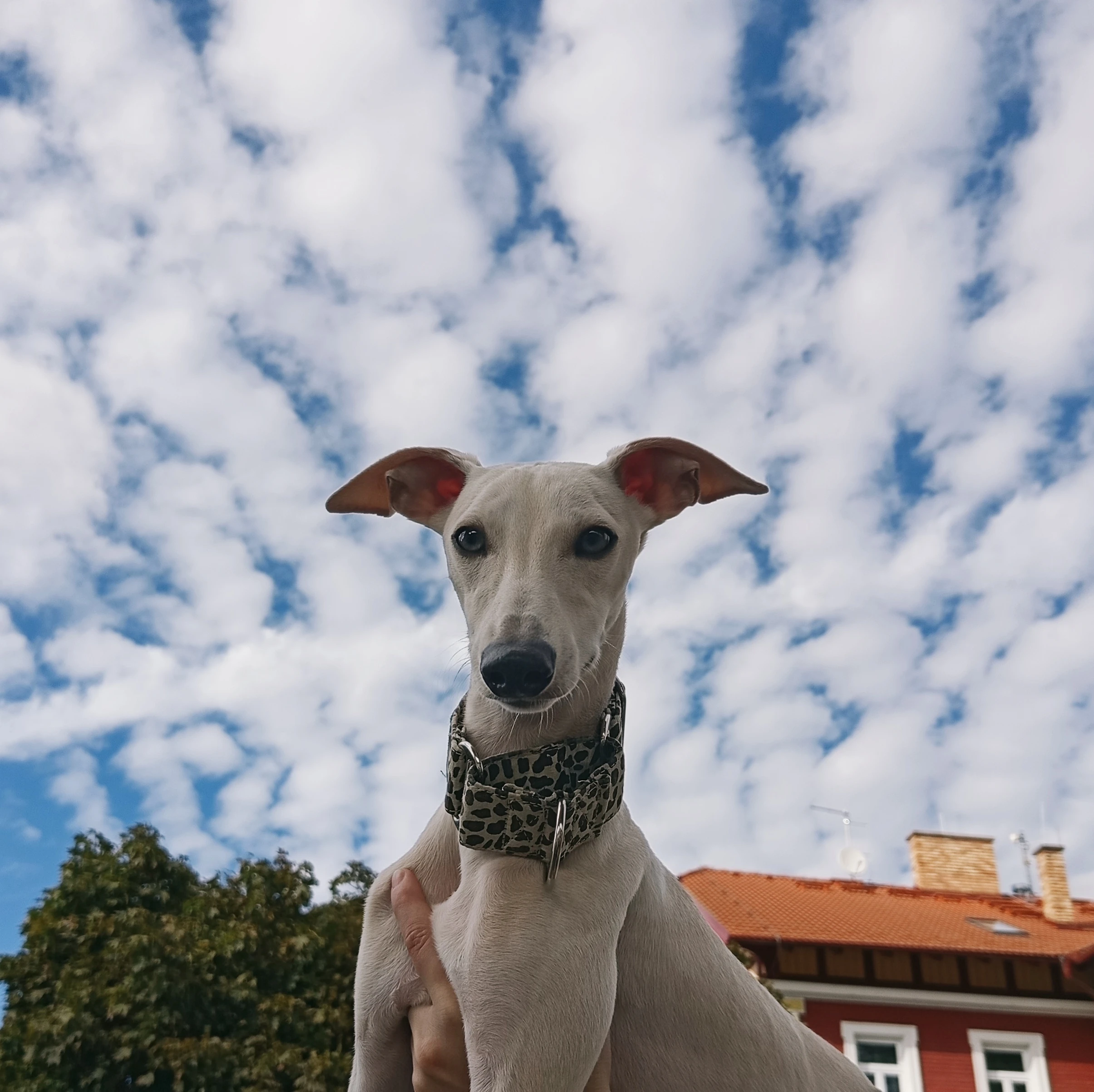 Půlroční pejsek vipet/whippet