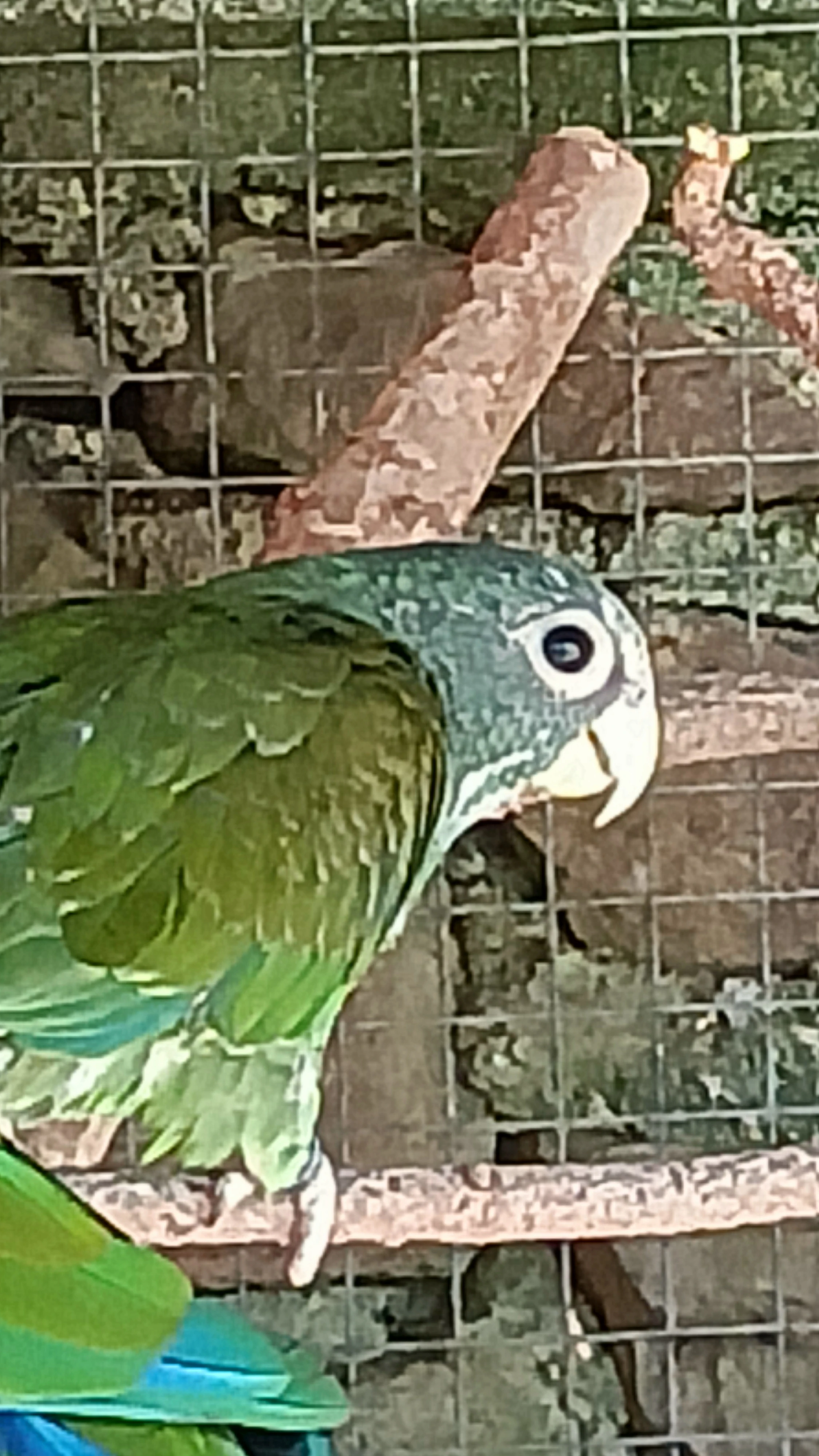 Amazonek běločelý