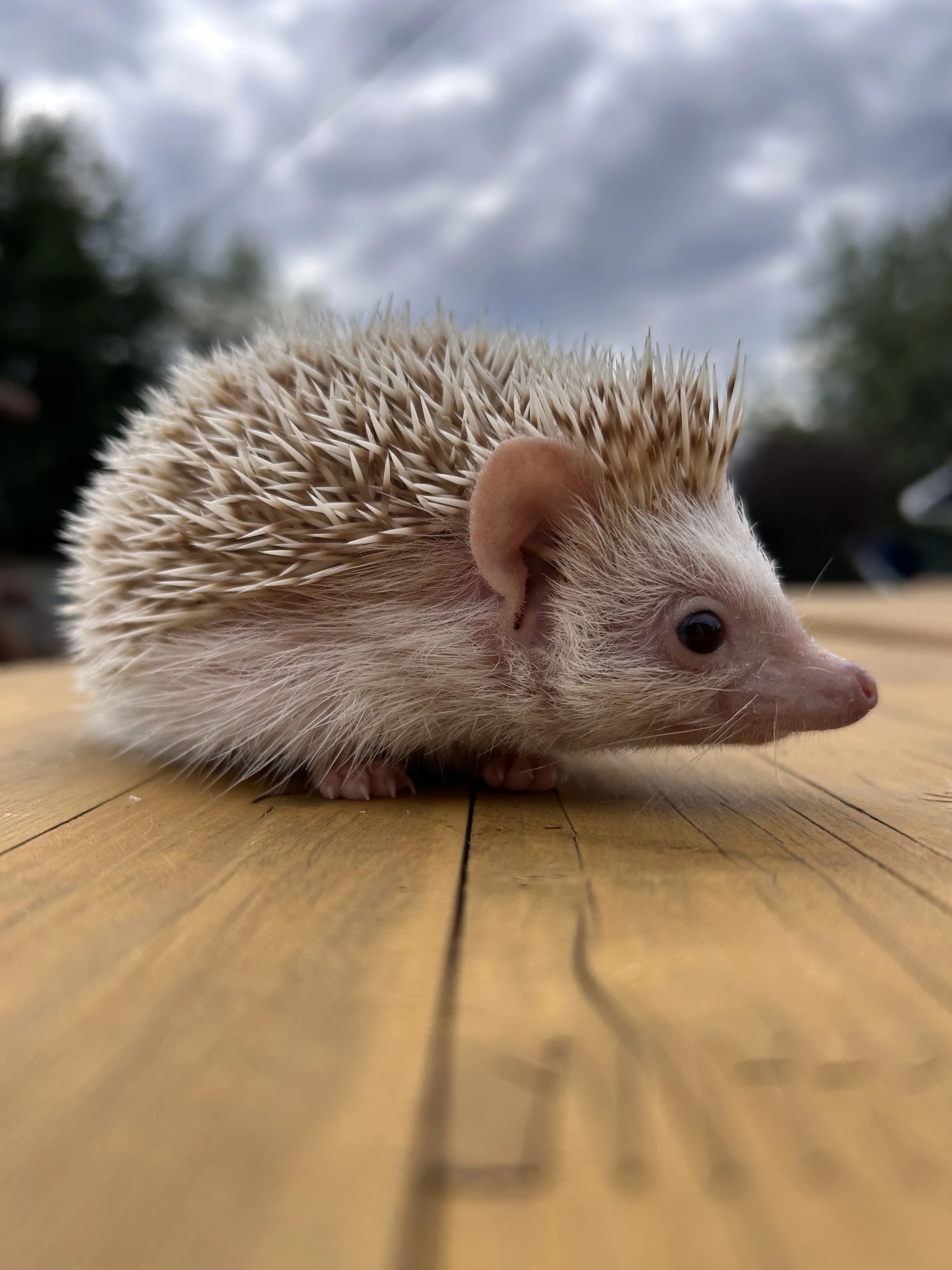 Jeż pigmejski samiec