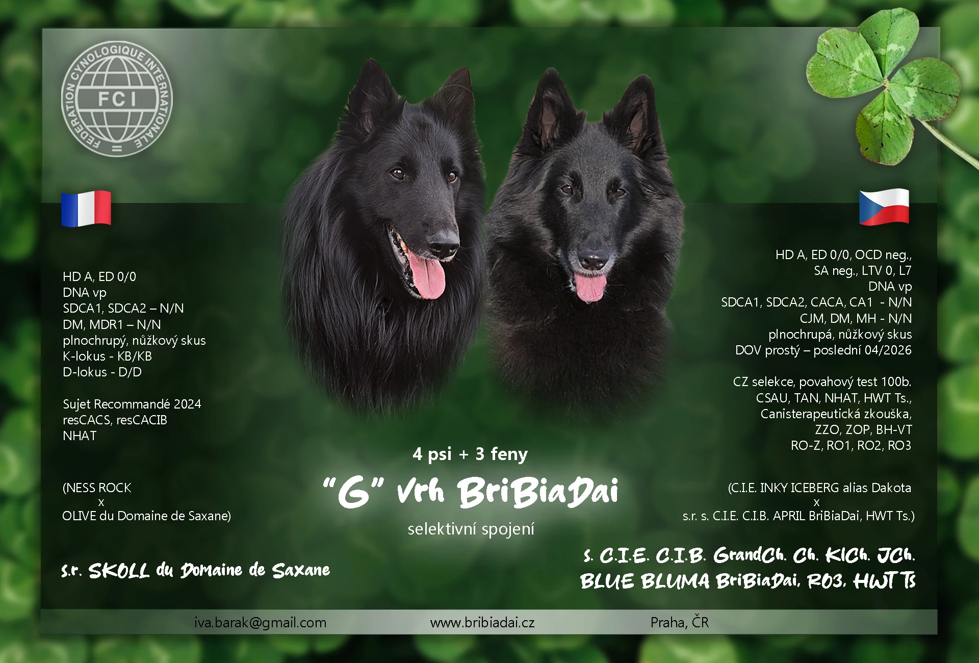 Belgický ovčák Groenendael