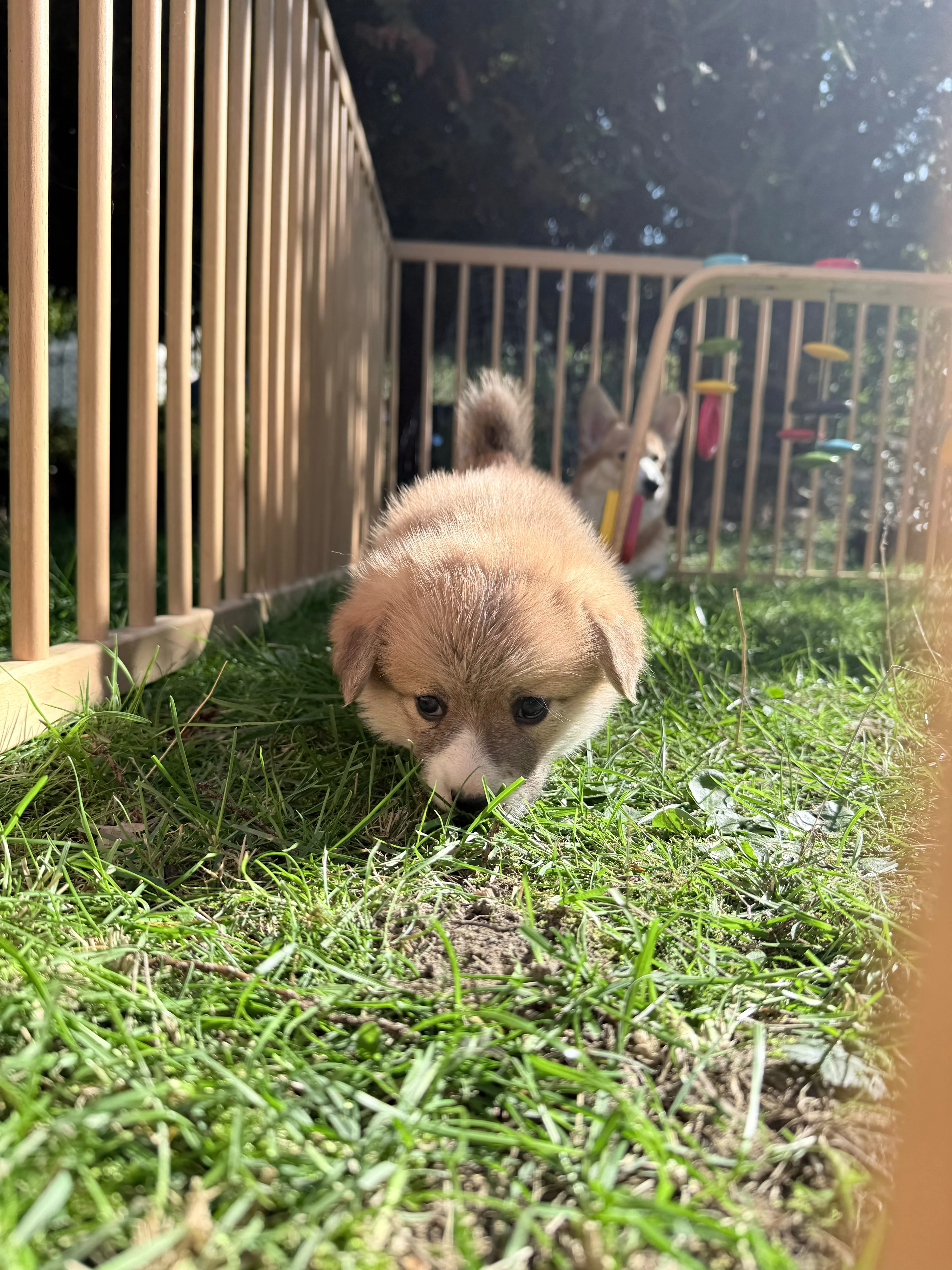 Welsch corgi pembroke