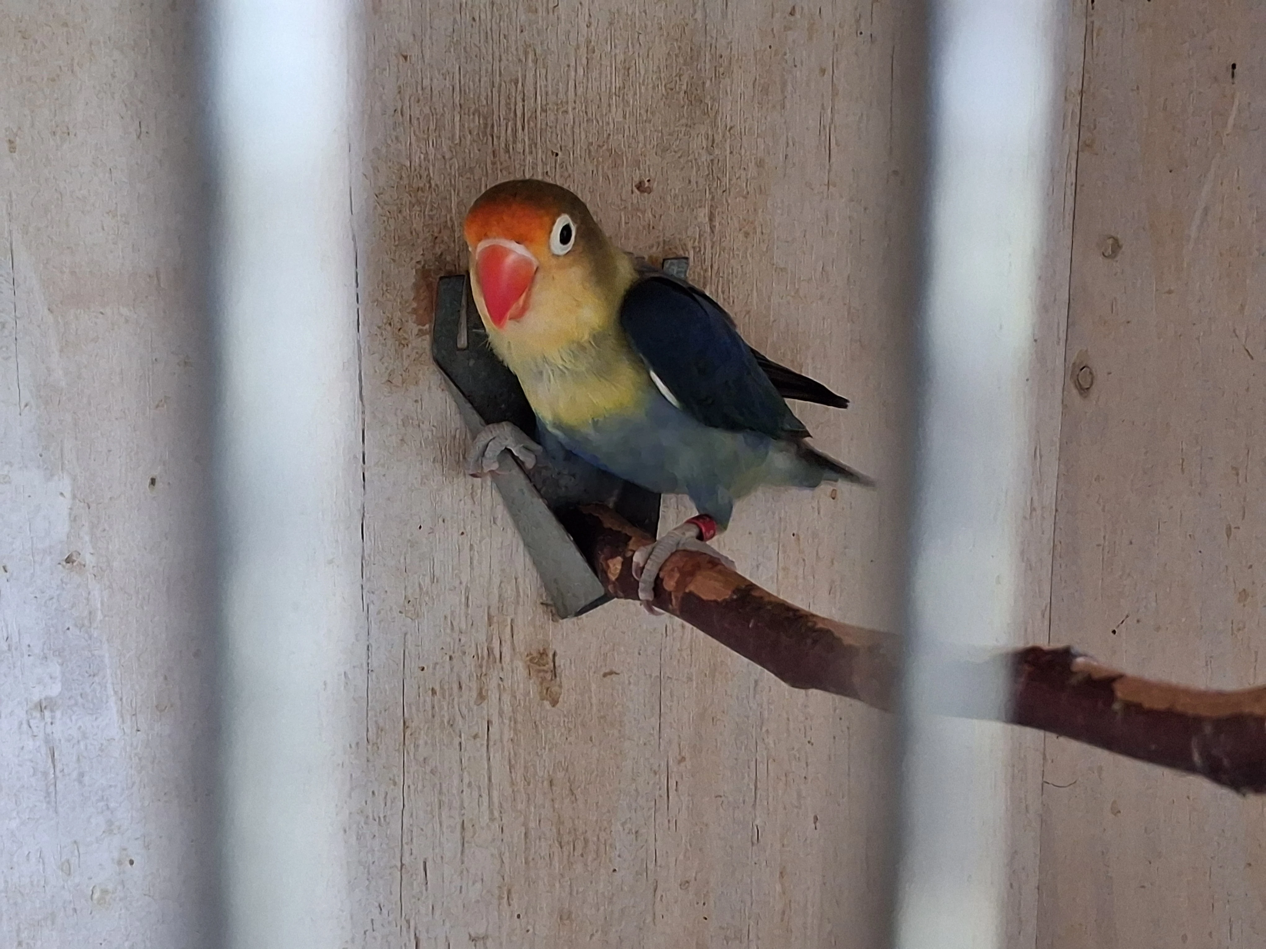 Agapornis fišeri