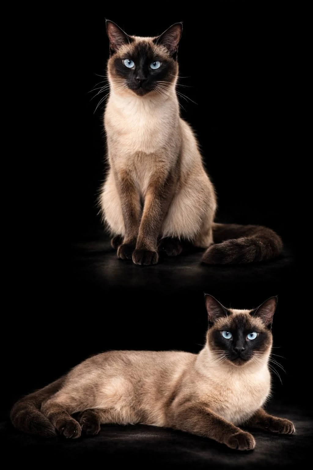 Ragdoll X siamska kočka