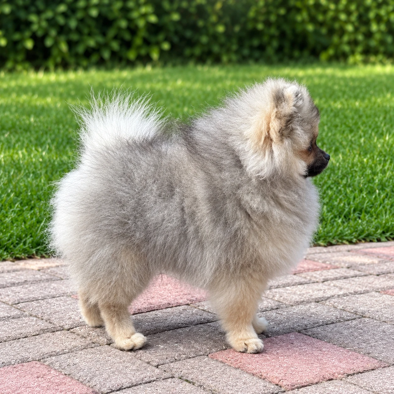 Pomeranian s PP FCI