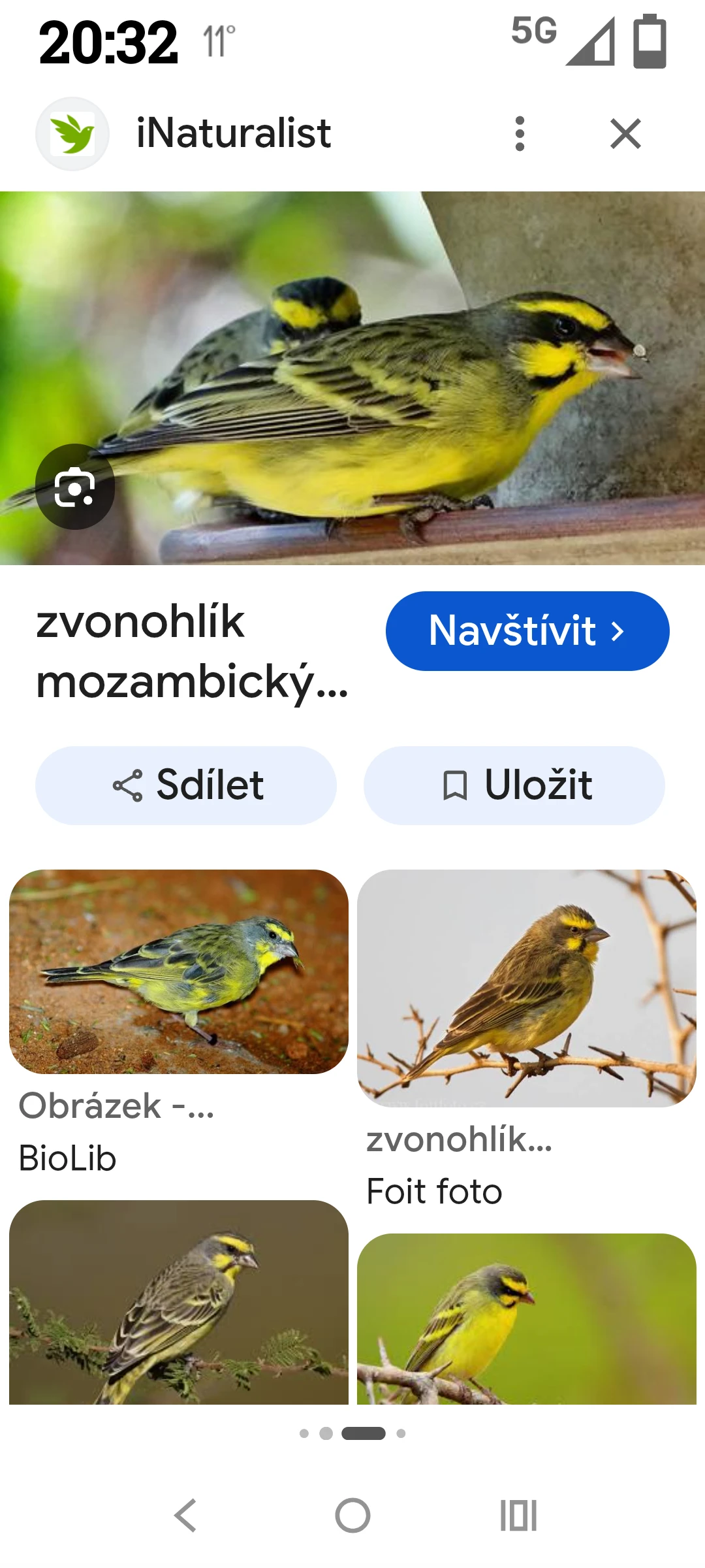 Koupím Zvonohlík Mozambický