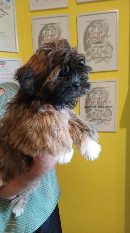 Nabízím štěňátka Lhasa Apso s PP