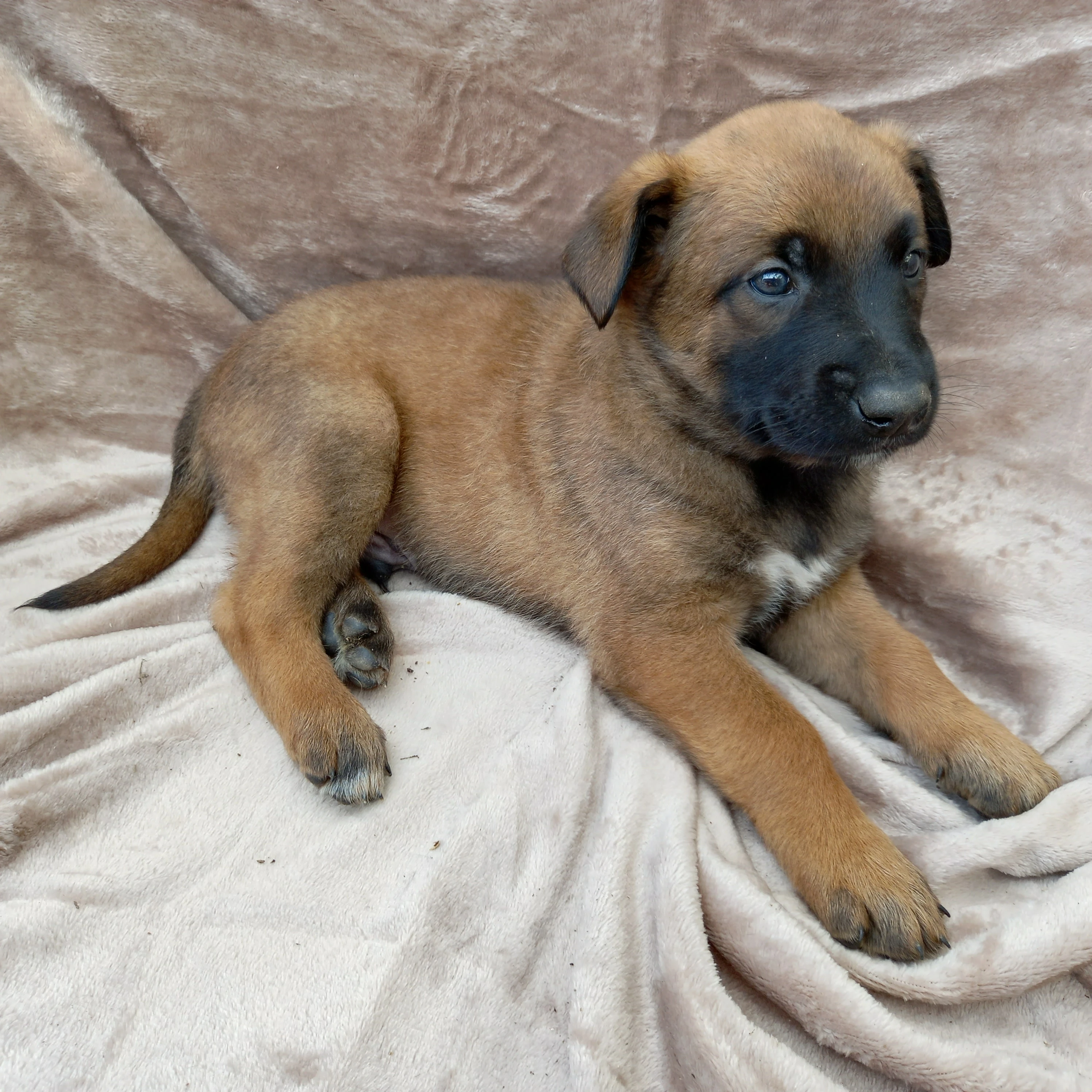 Štěňata belgického ovčáka malinois bez PP