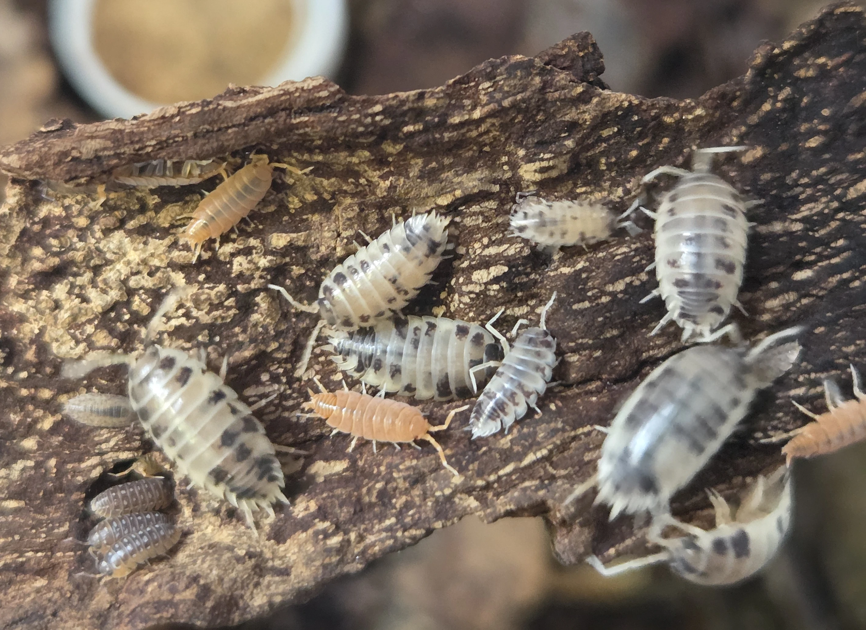 Isopody tří druhů, mnohonožky Atopochetus spinimargo a Telodeinopus aoutii