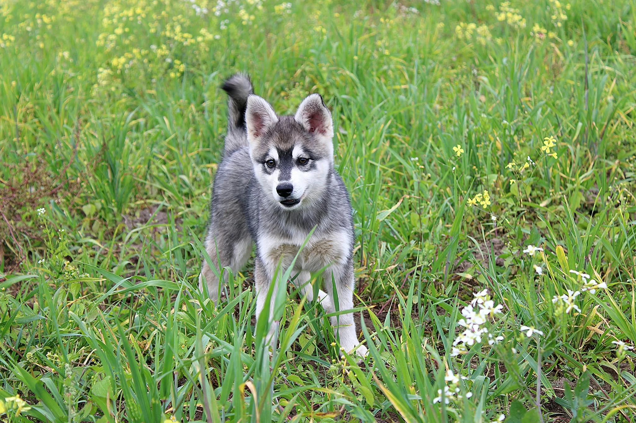 Husky - Alaskan klee kai