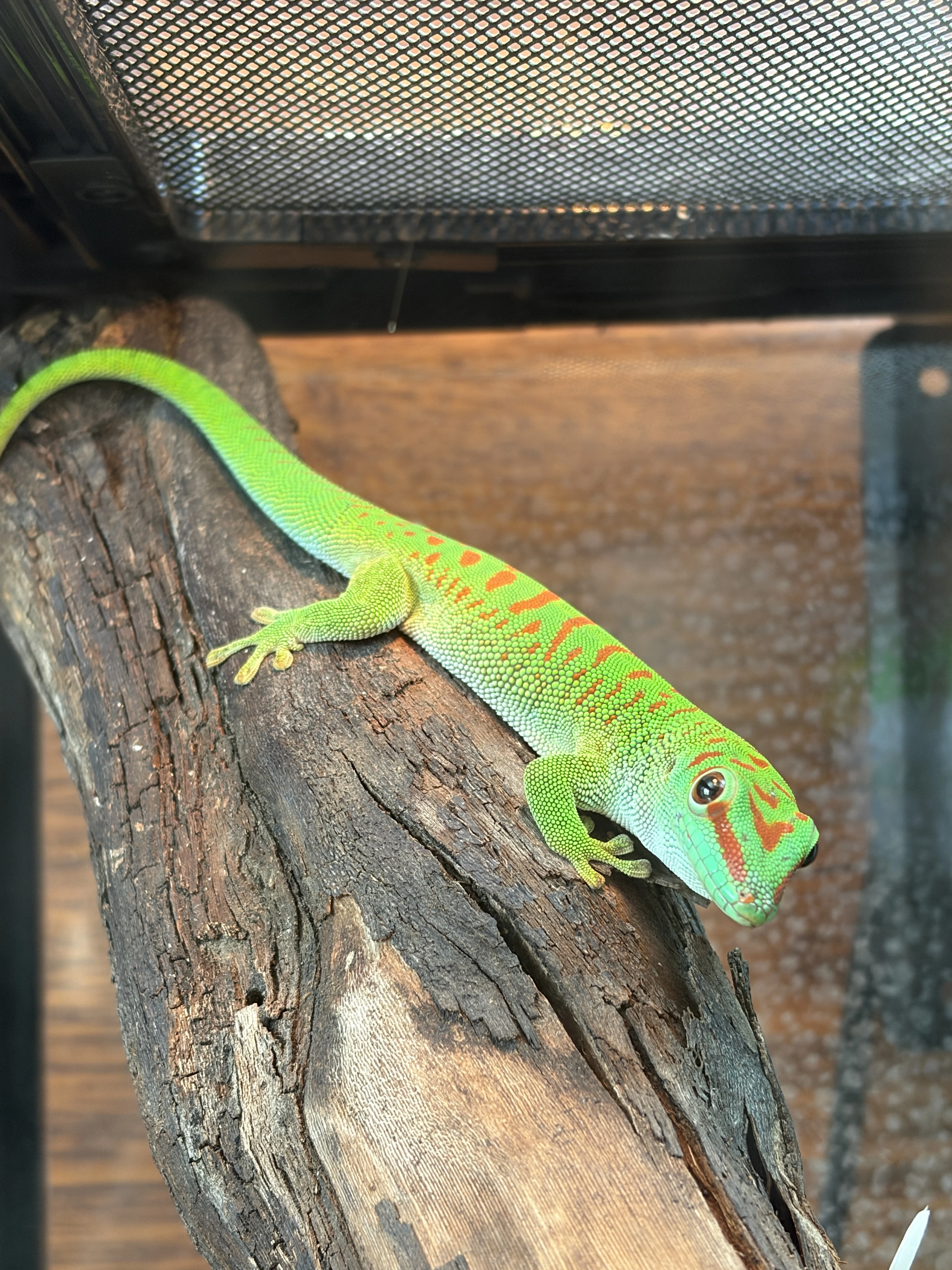 Felsuma madagaskarská