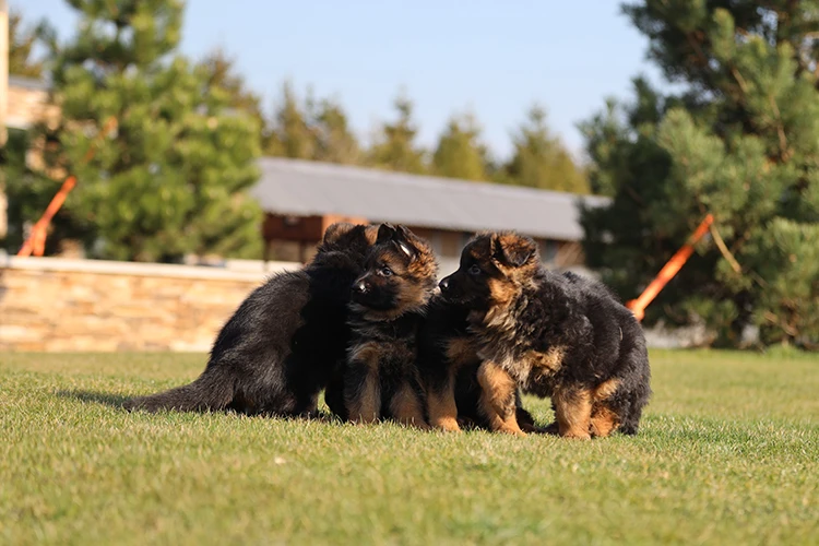 Štěňata německého ovčáka