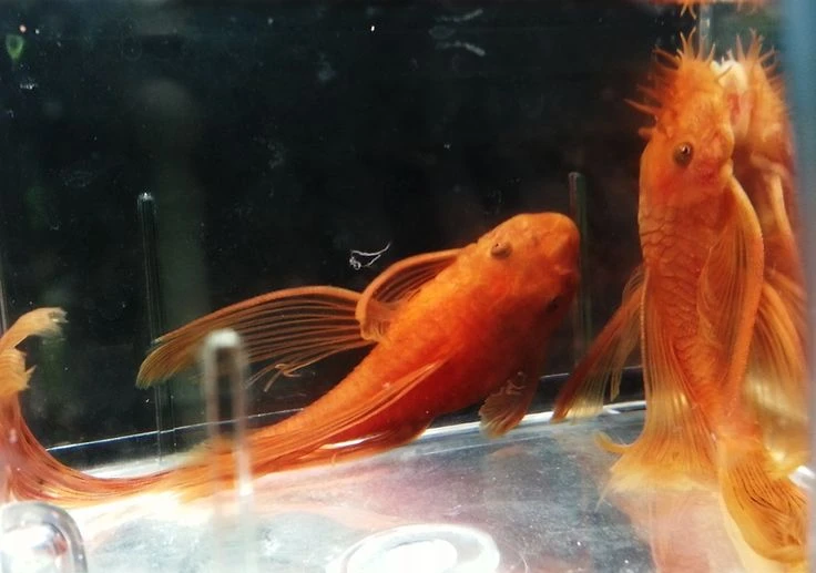 Ancistrus Super red long fin