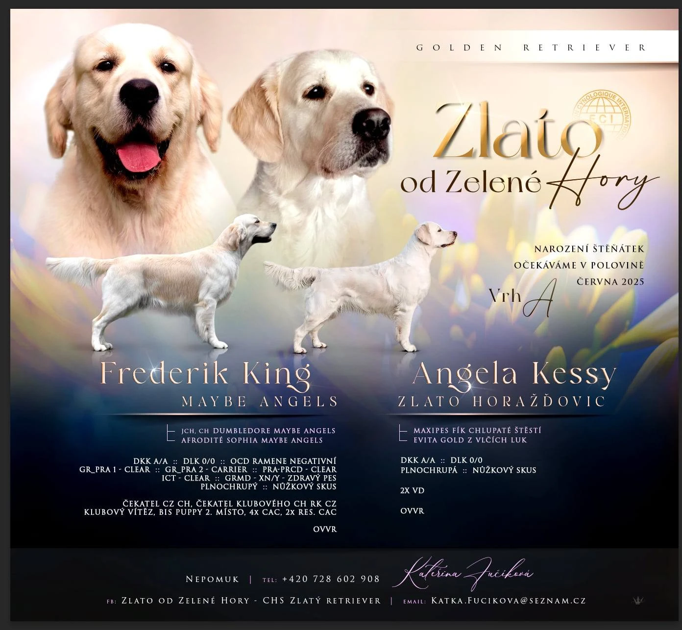 Očekáváme narození štěňátek Zlatý retriever s PP