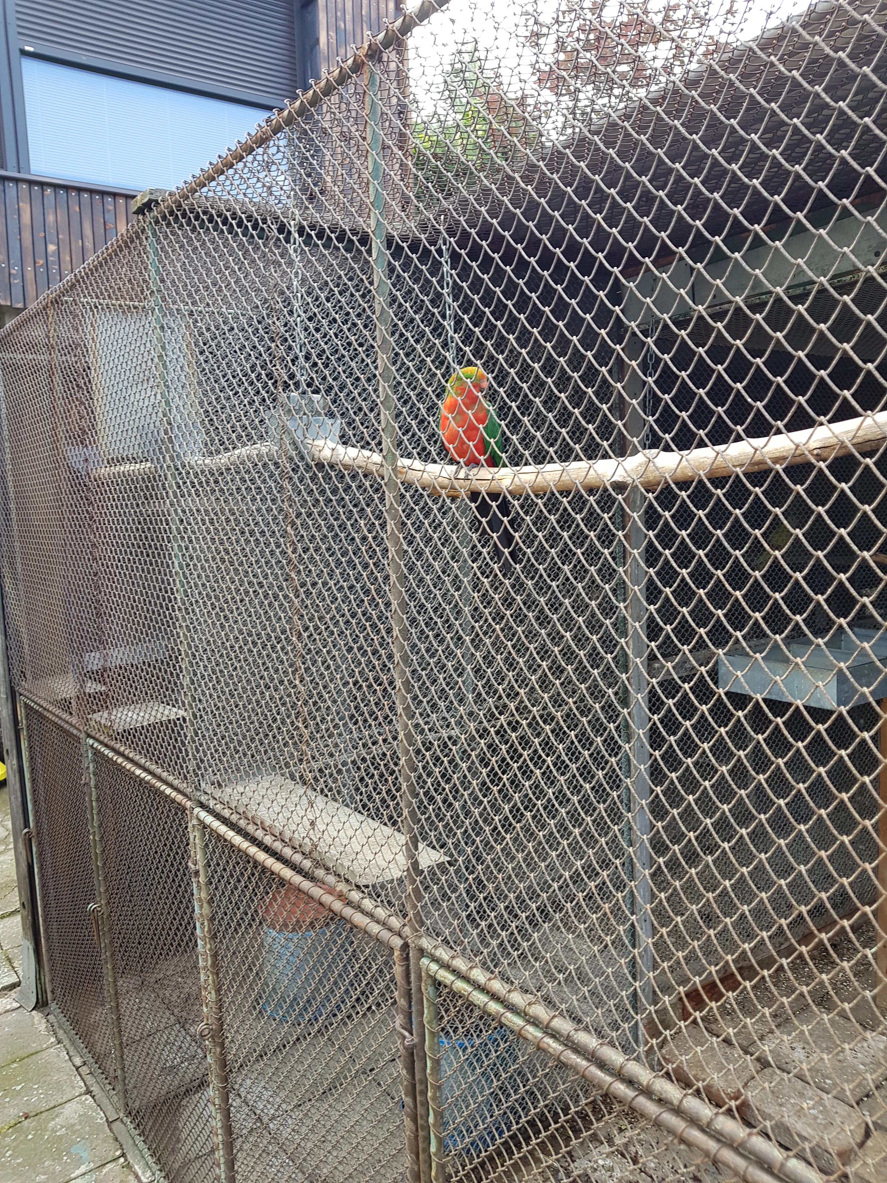 Prodám černý jeřáb - aronii