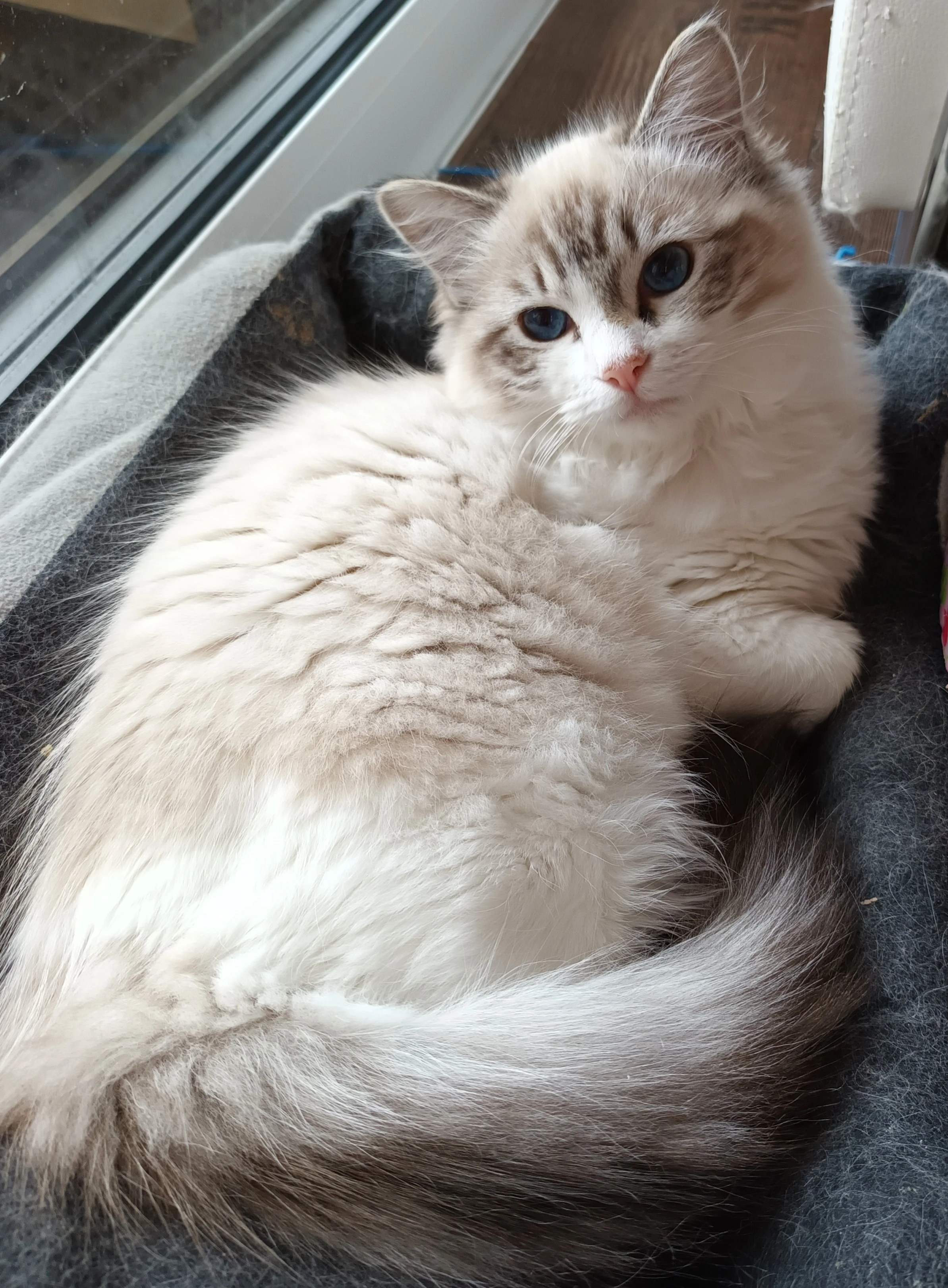 Kočička ragdoll s PP