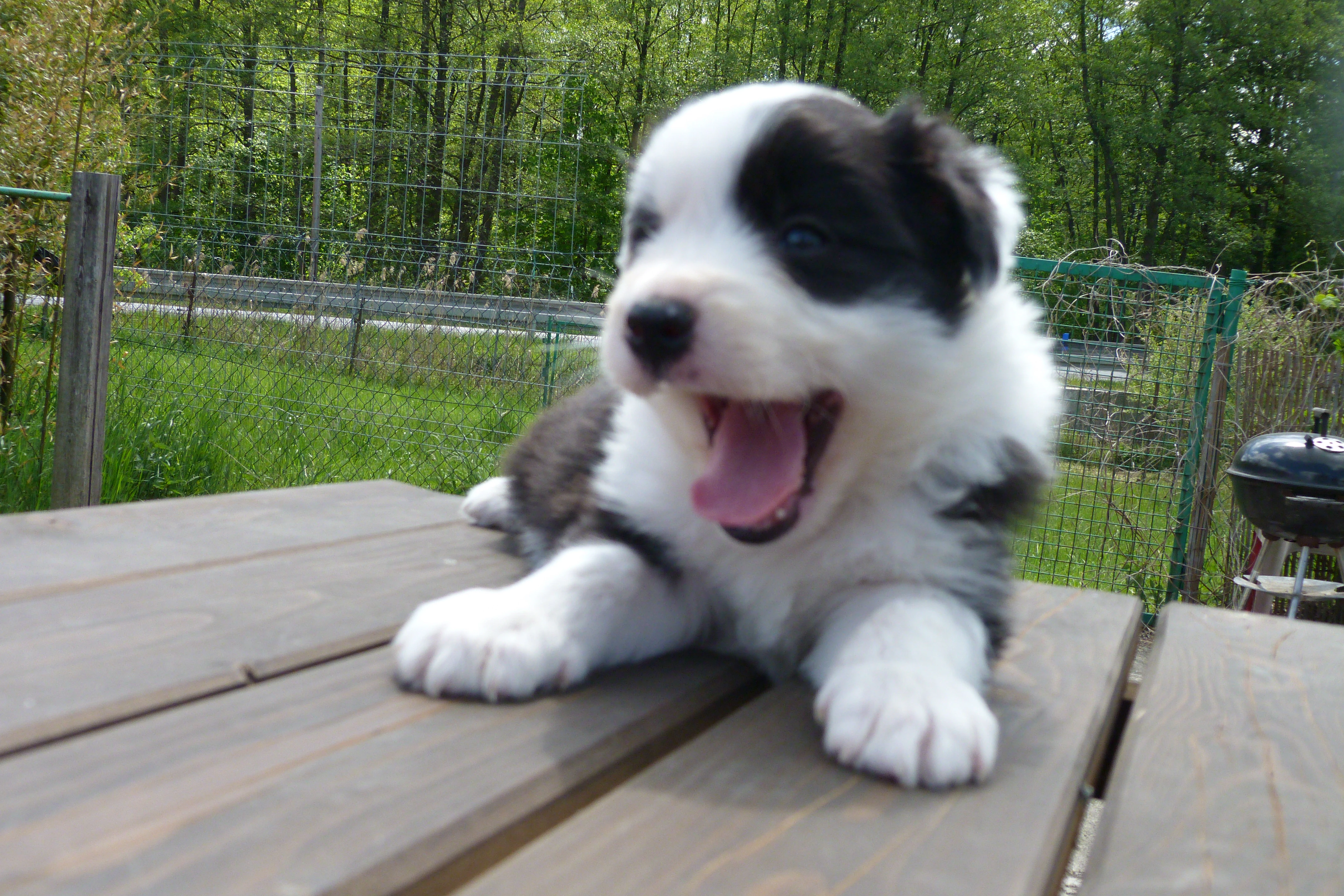 Border kolie štěňátka s PP