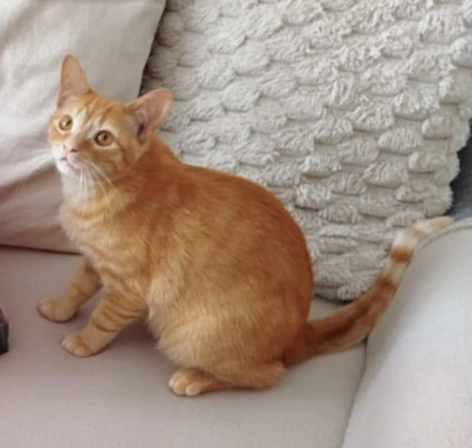 Kocourek Majk hledá nový domov