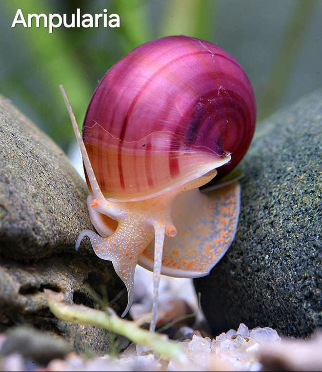 Šneky - Ampularia