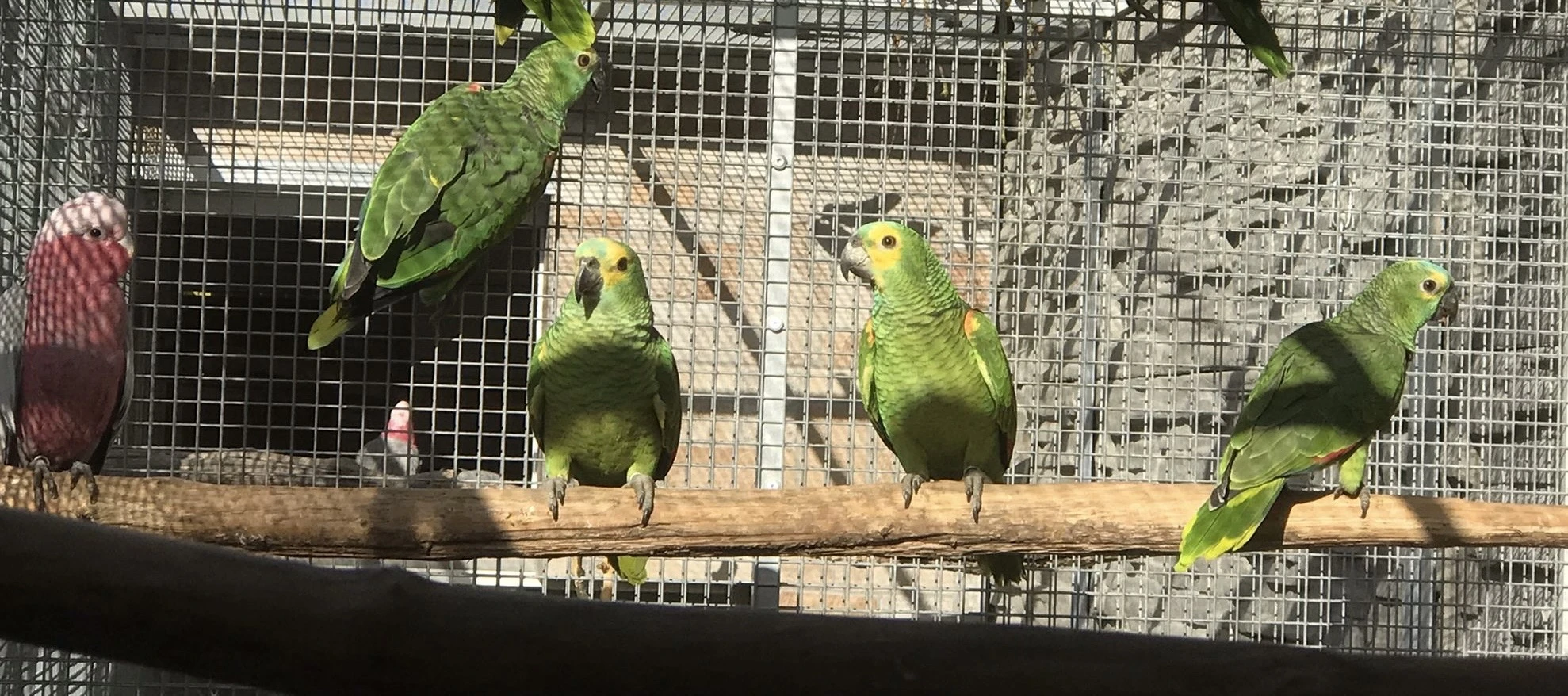 Amazoňan modročelý