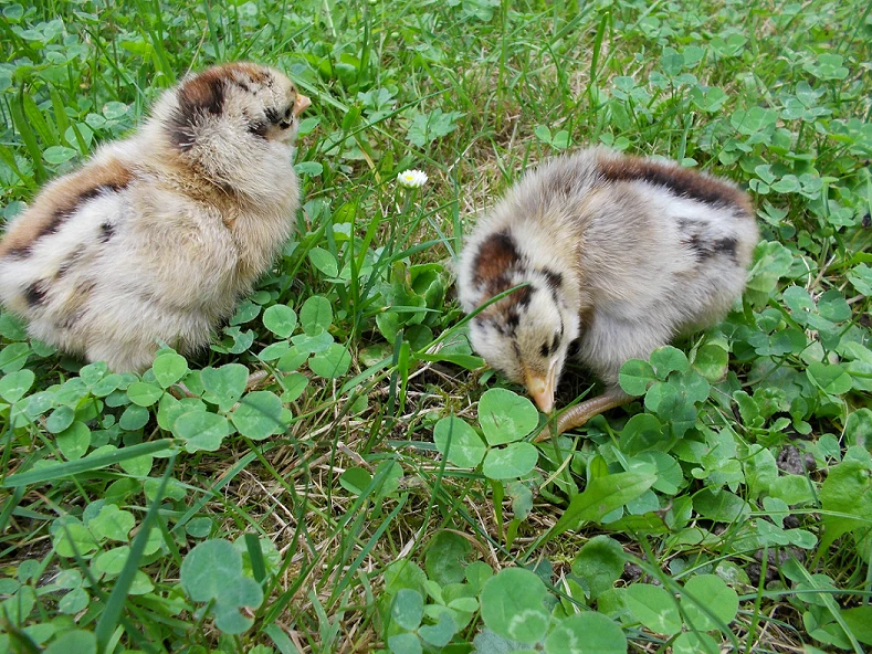 Česká zlatá kropenka - kuřata 1-3 d.