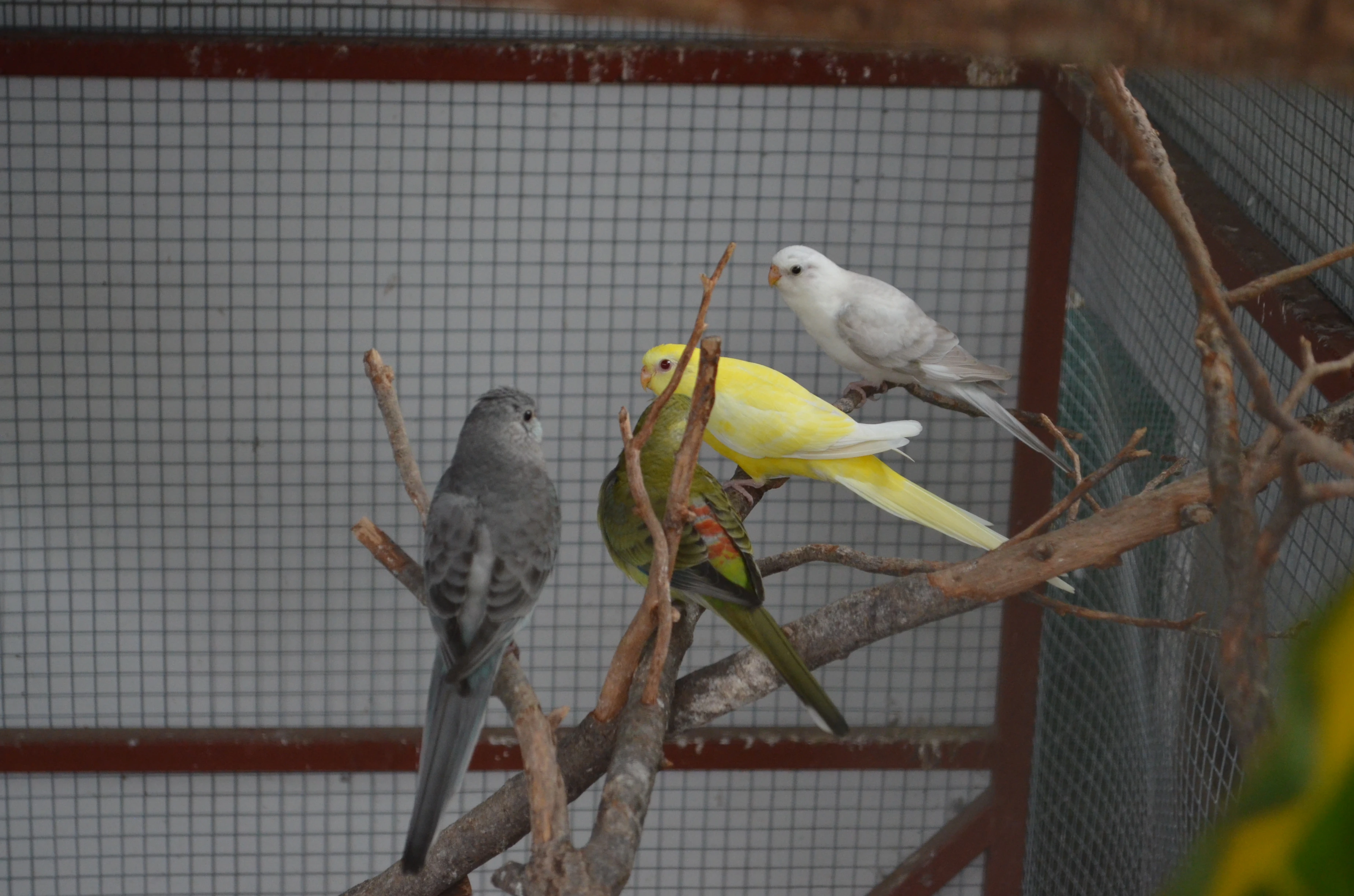 Prodám letošní papoušky zpěvavé