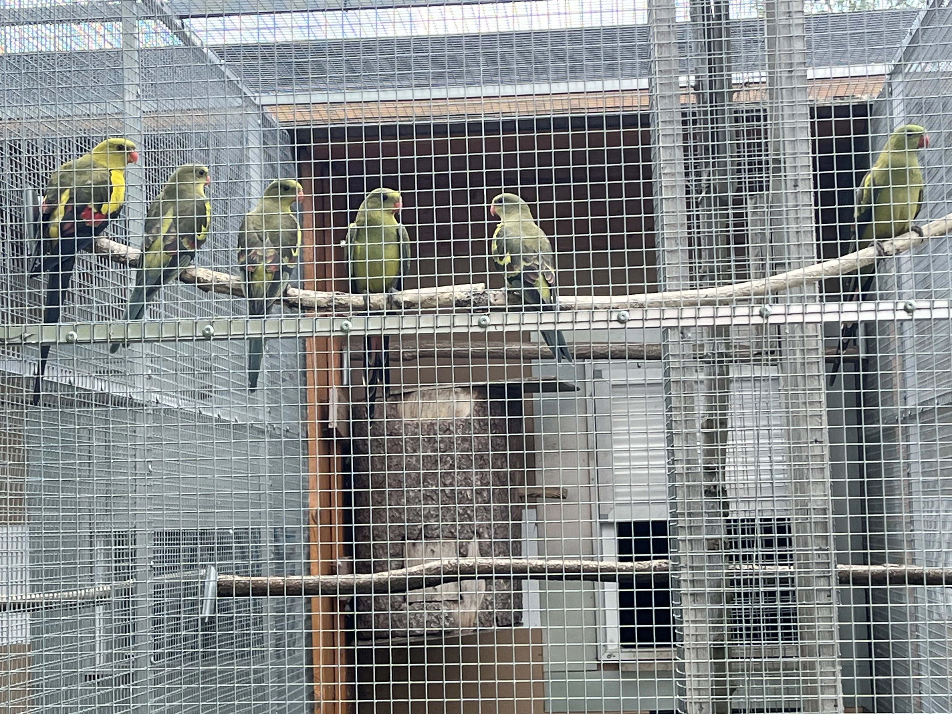 Papoušek Horský 1.0