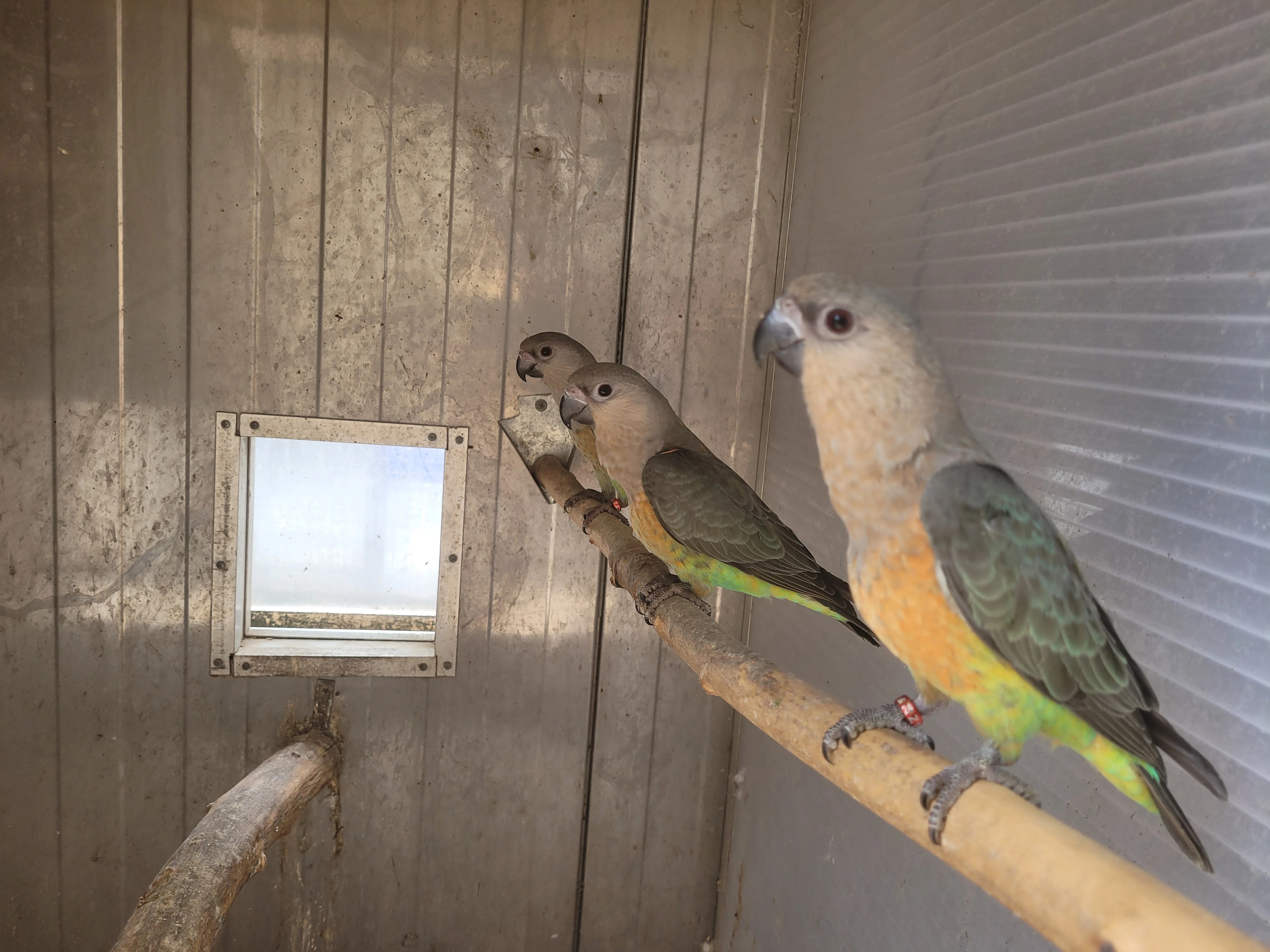 Poicephalus rufiventris  Papoušek červenobřichý