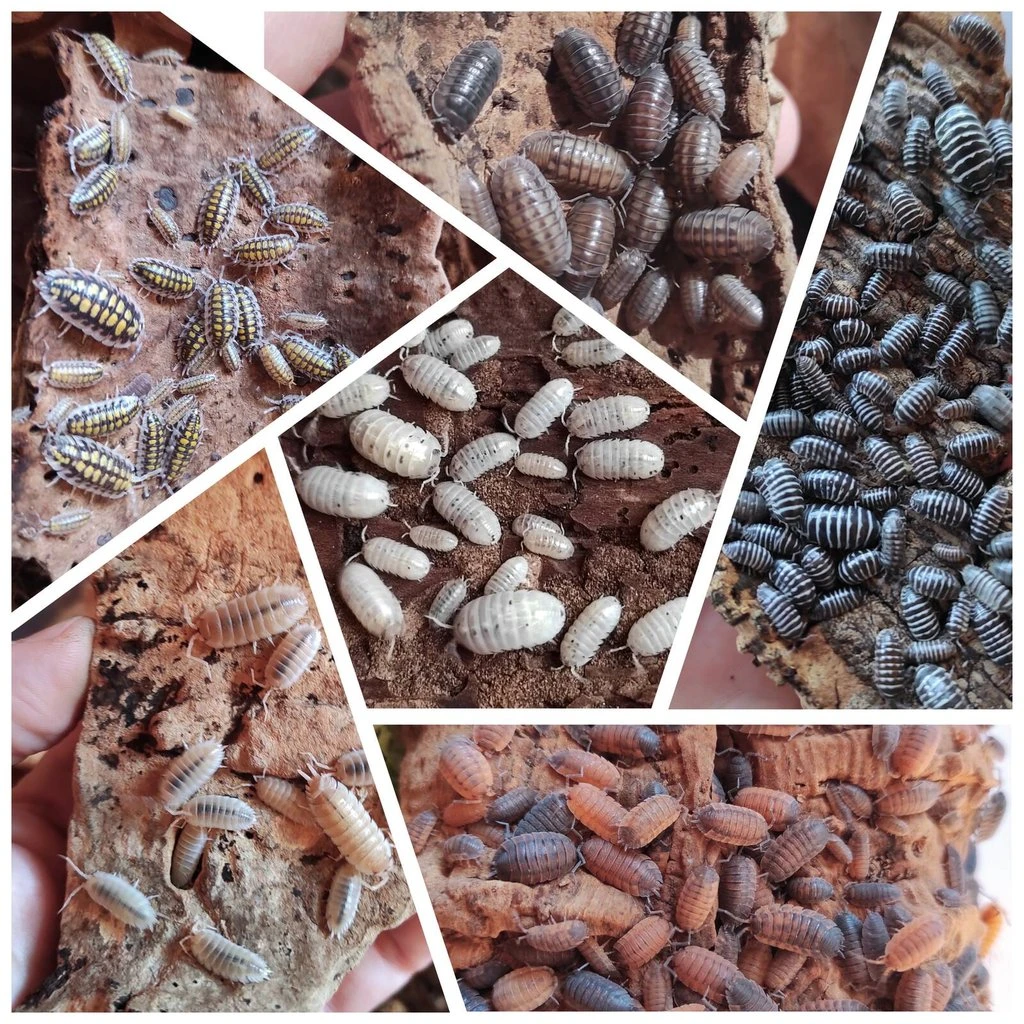 Isopody - akce 21 zdarma